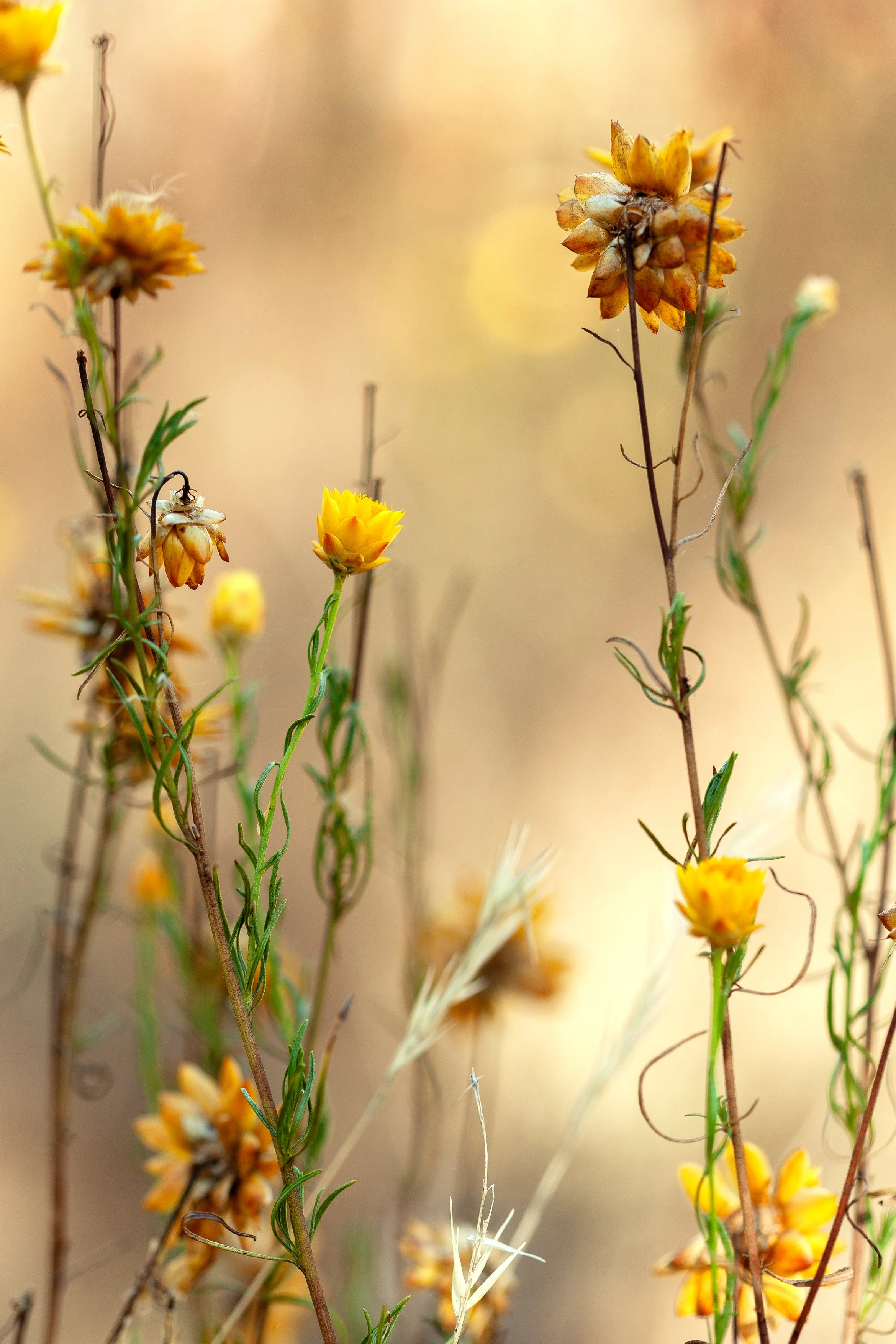 Everlasting Paper Daisies at the Commons
