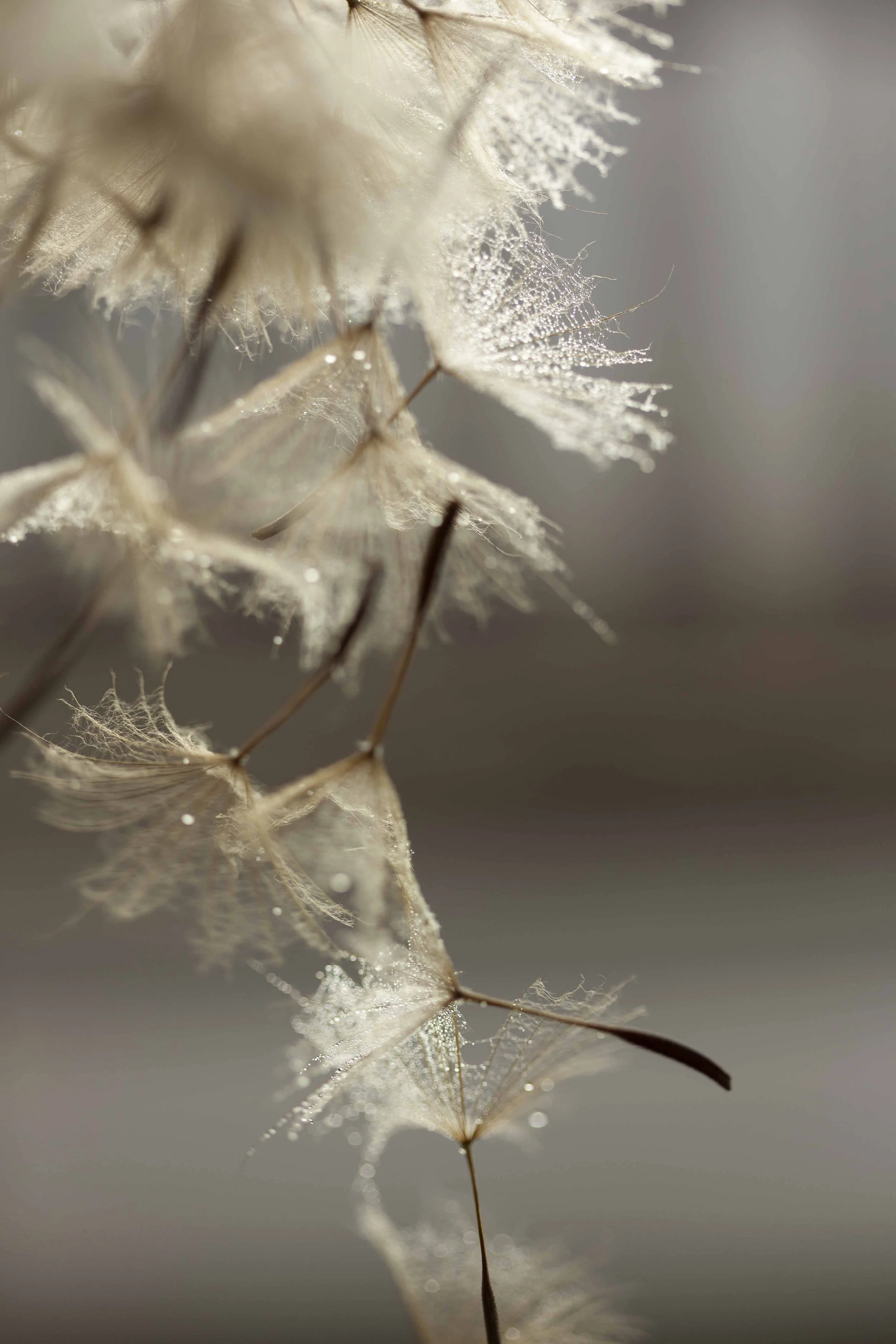 Salsify and Natural Light