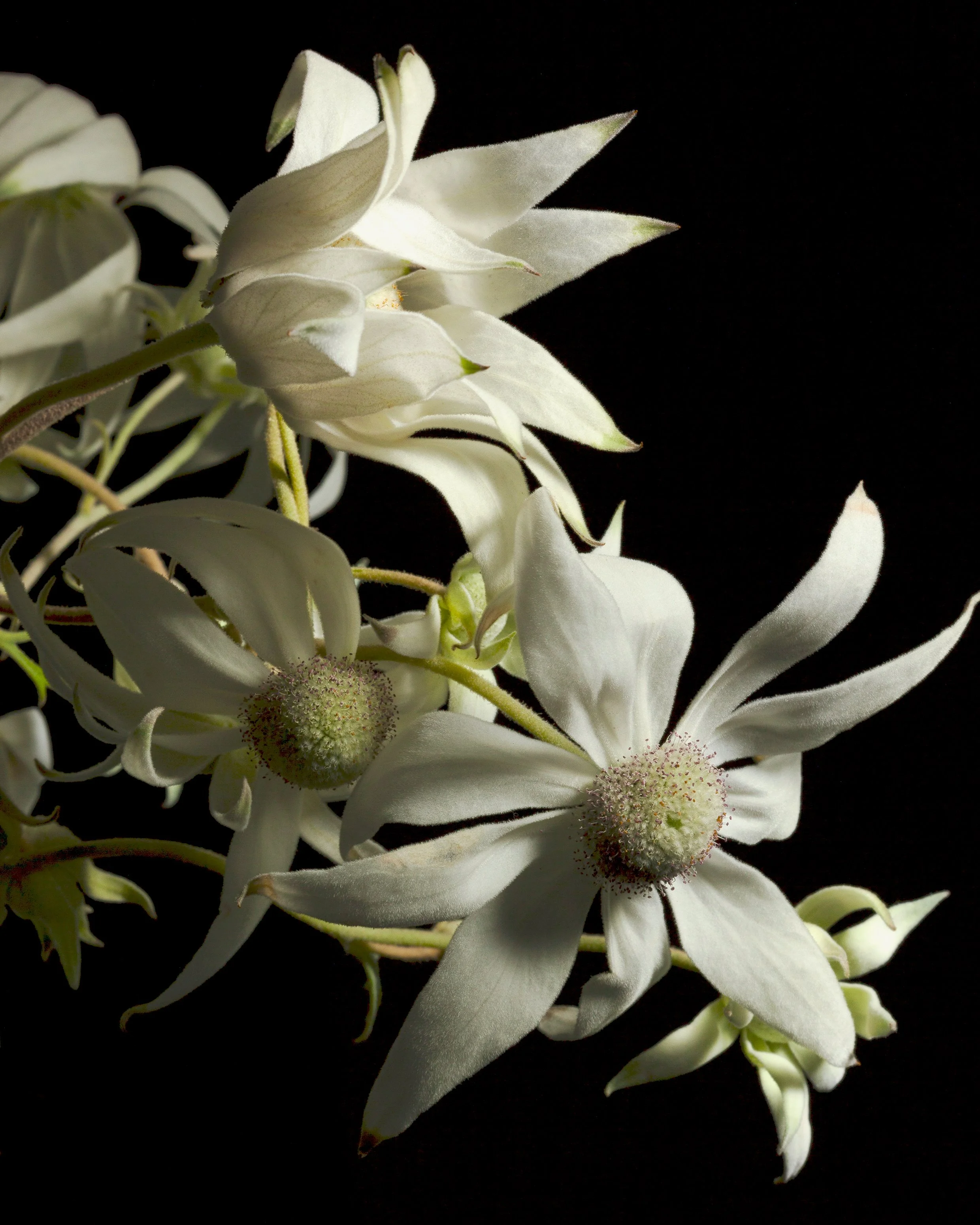 Painting With Light - Flannel Flowers