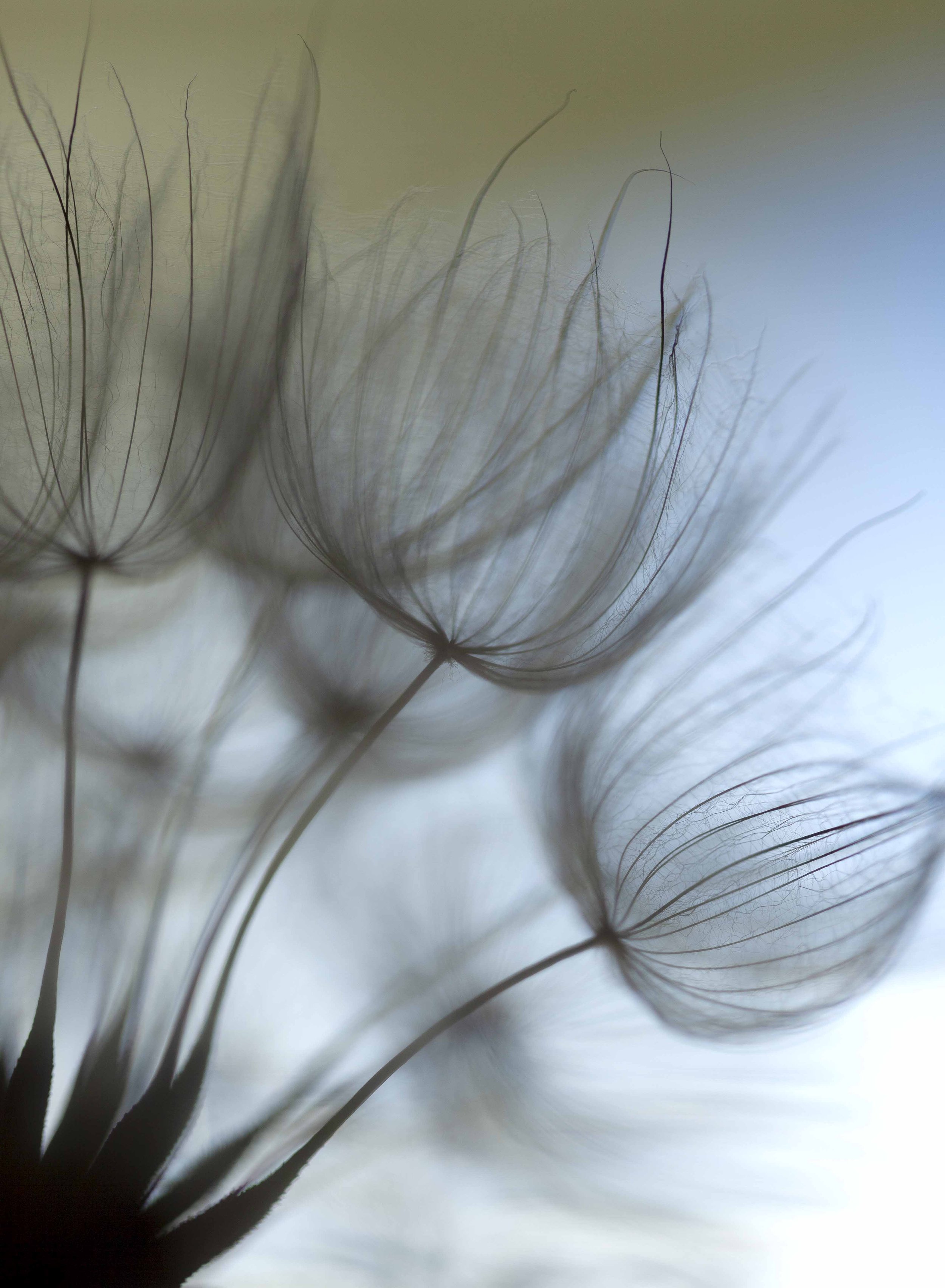 Salsify and Afternoon Light
