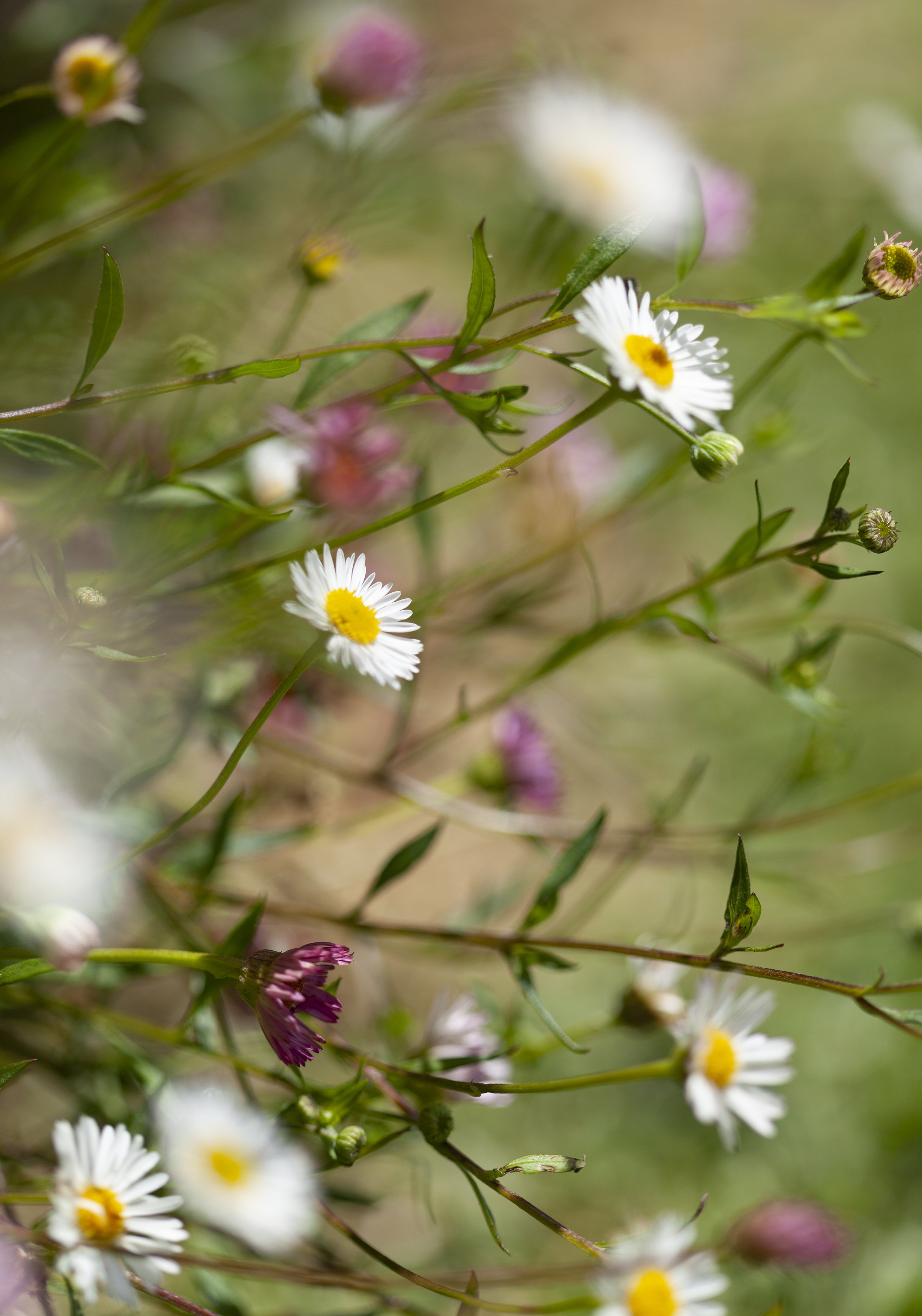 Seaside Daisies