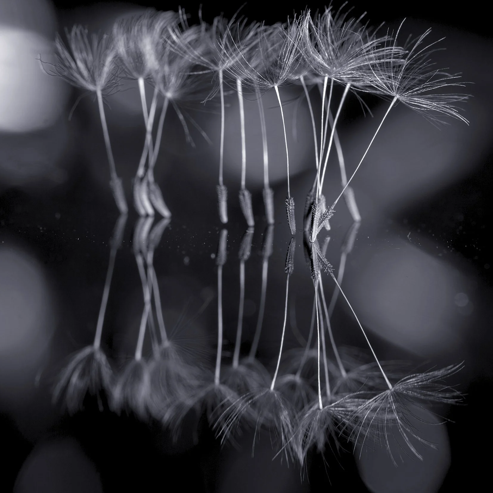 Tiny Dancers in Monochrome