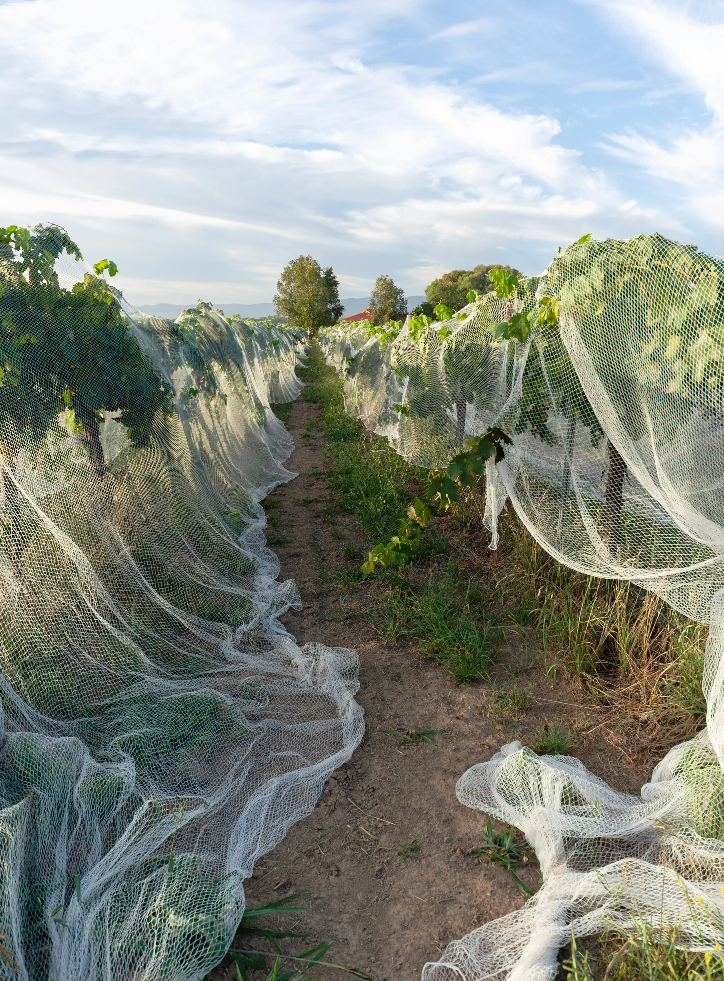 Netted Tempranillo Block
