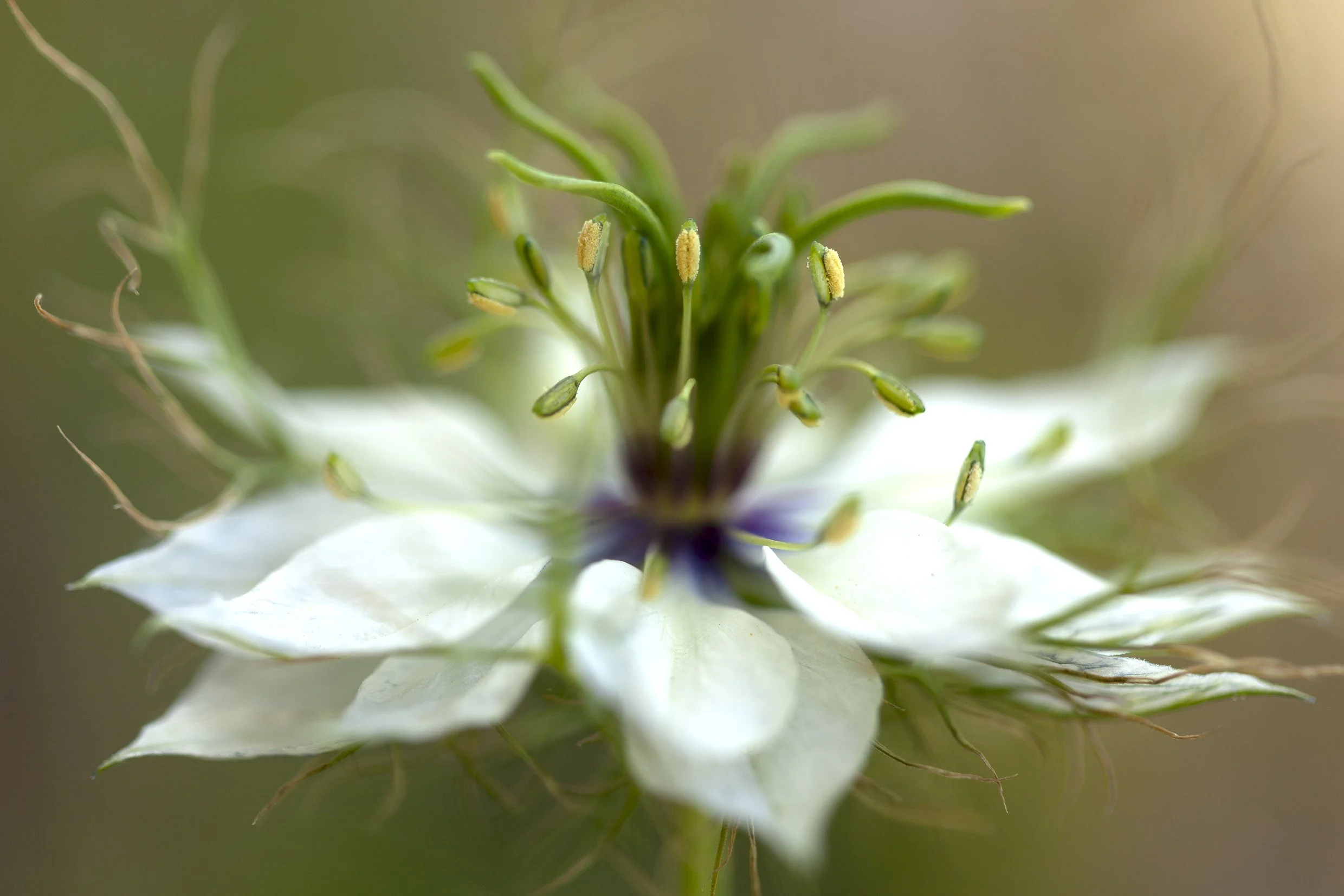 White Nigella Flower