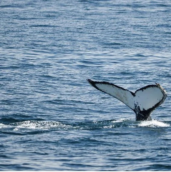 Whale's tail emerging from the ocean.