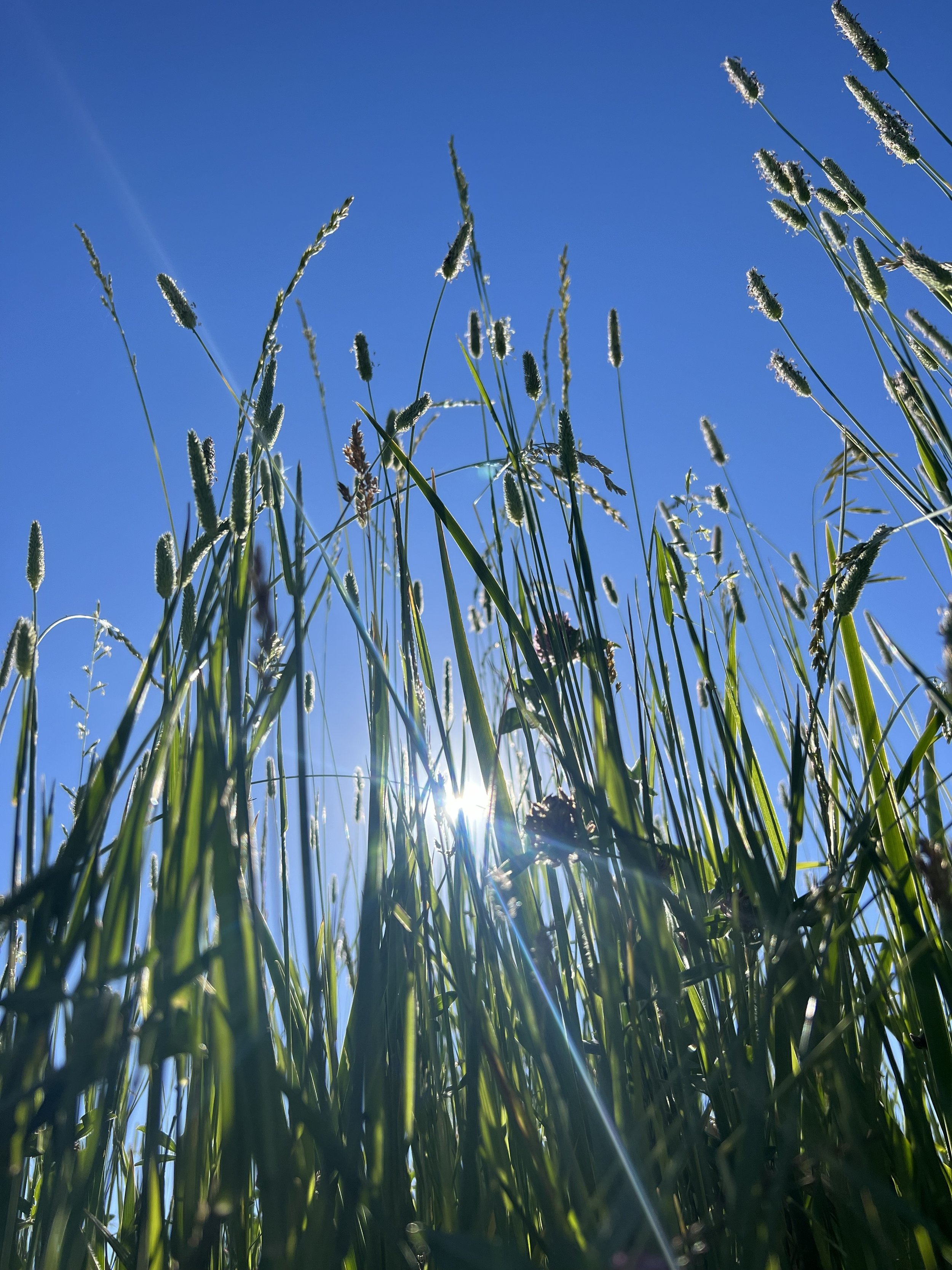 Low-angle view of tall grass and wildflowers against a bright blue sky with sunlight shining through.