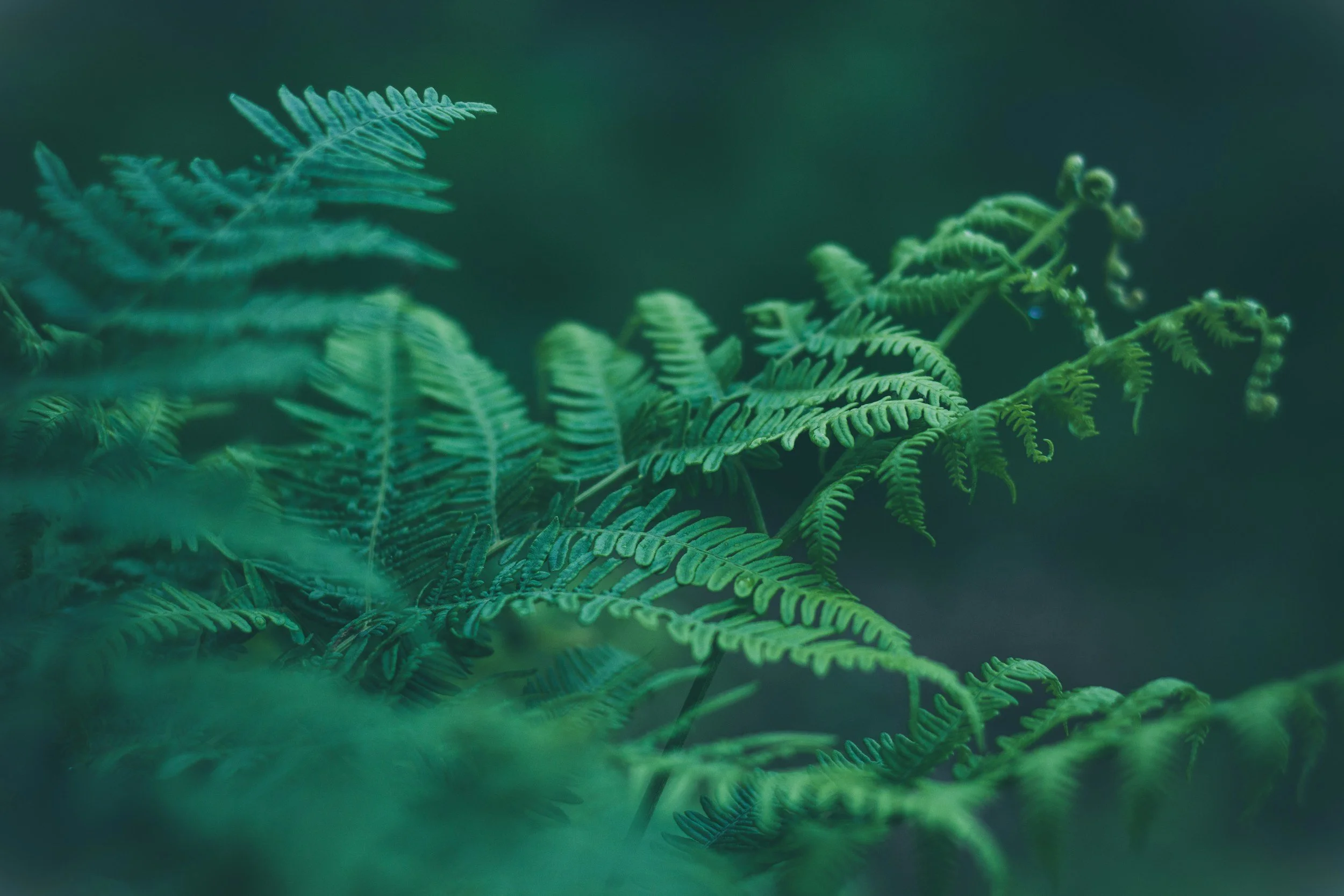 Close-up of vibrant green fern leaves with detailed fronds against a dark background.