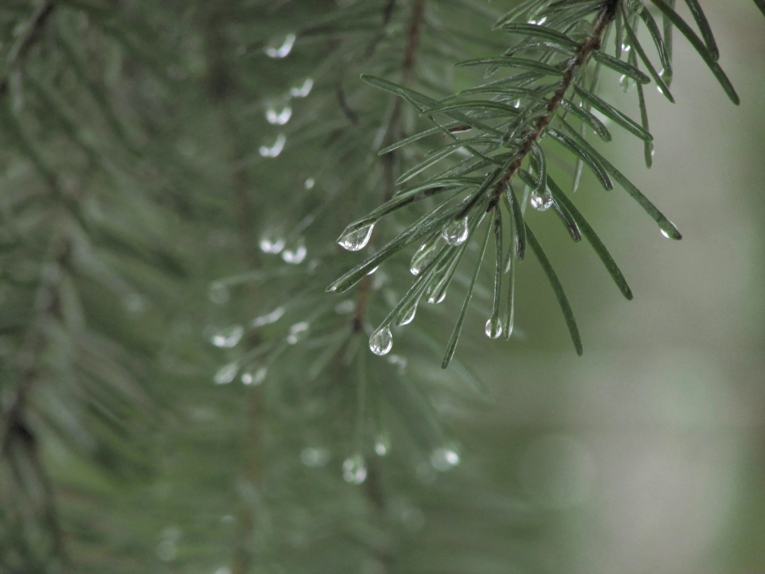 Close-up of pine tree branches with water droplets on the needles.