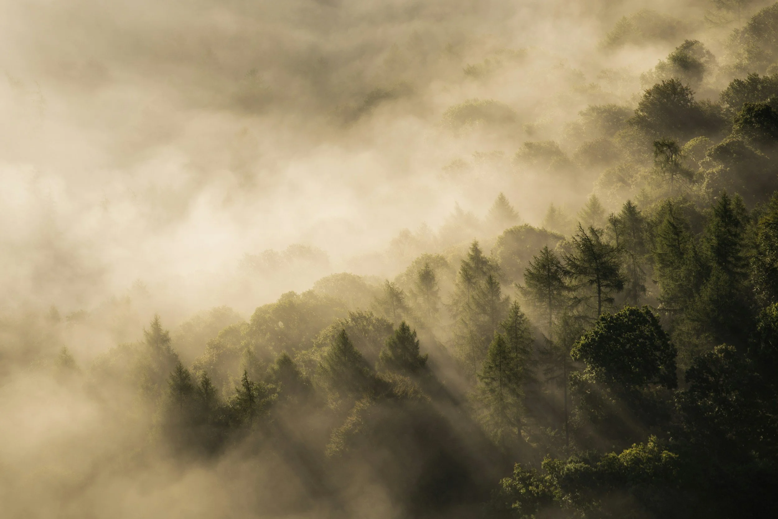 A forest covered in fog with sunlight streaming through the trees.