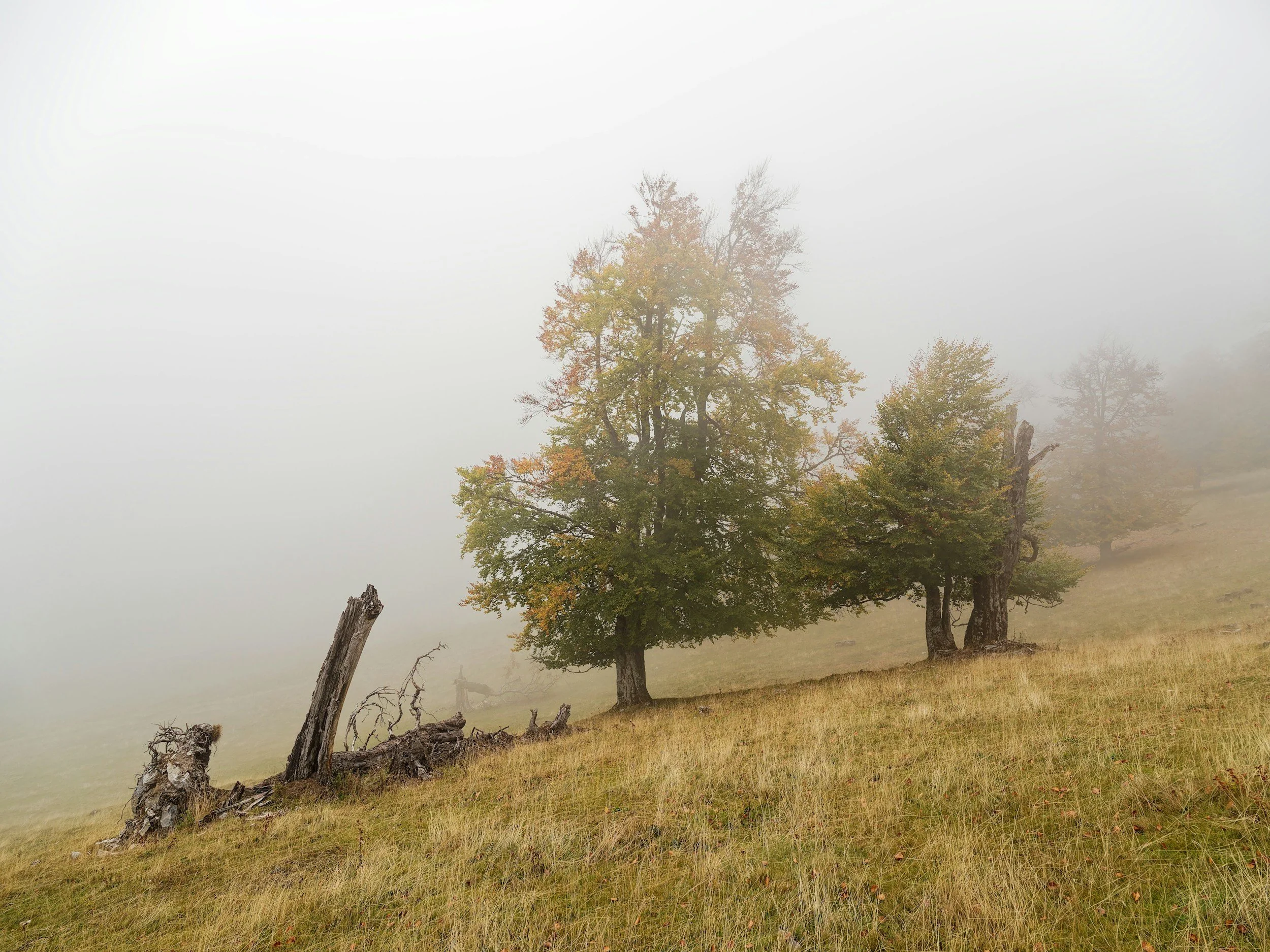 Two trees on a grassy hillside with fog in the background.