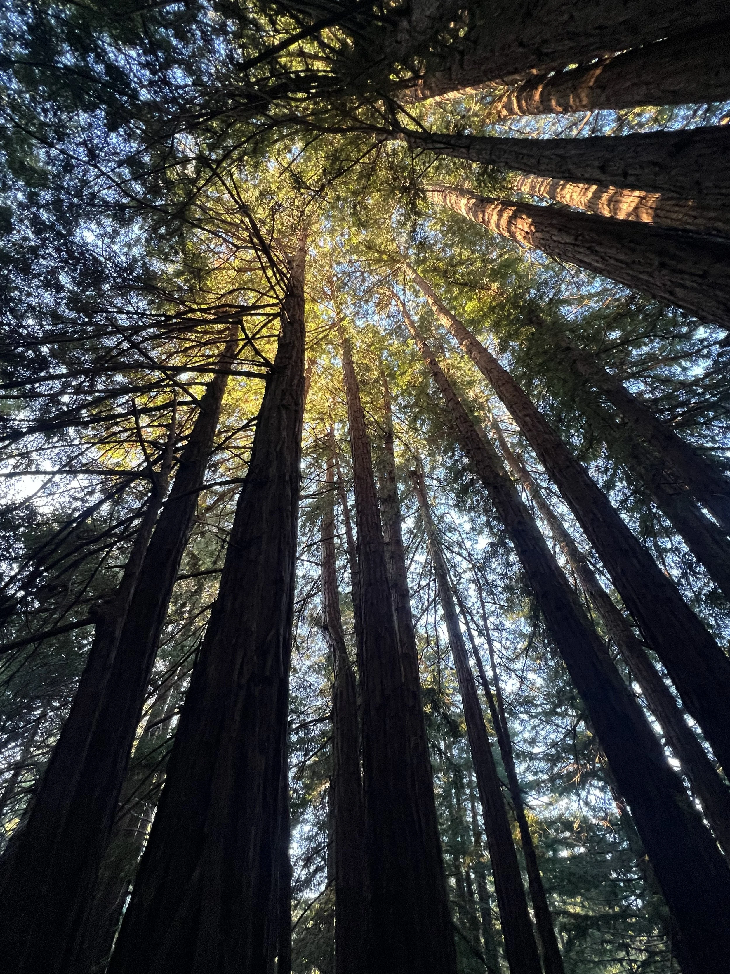 Looking up at towering redwood trees with sunlight filtering through the branches in a forest.