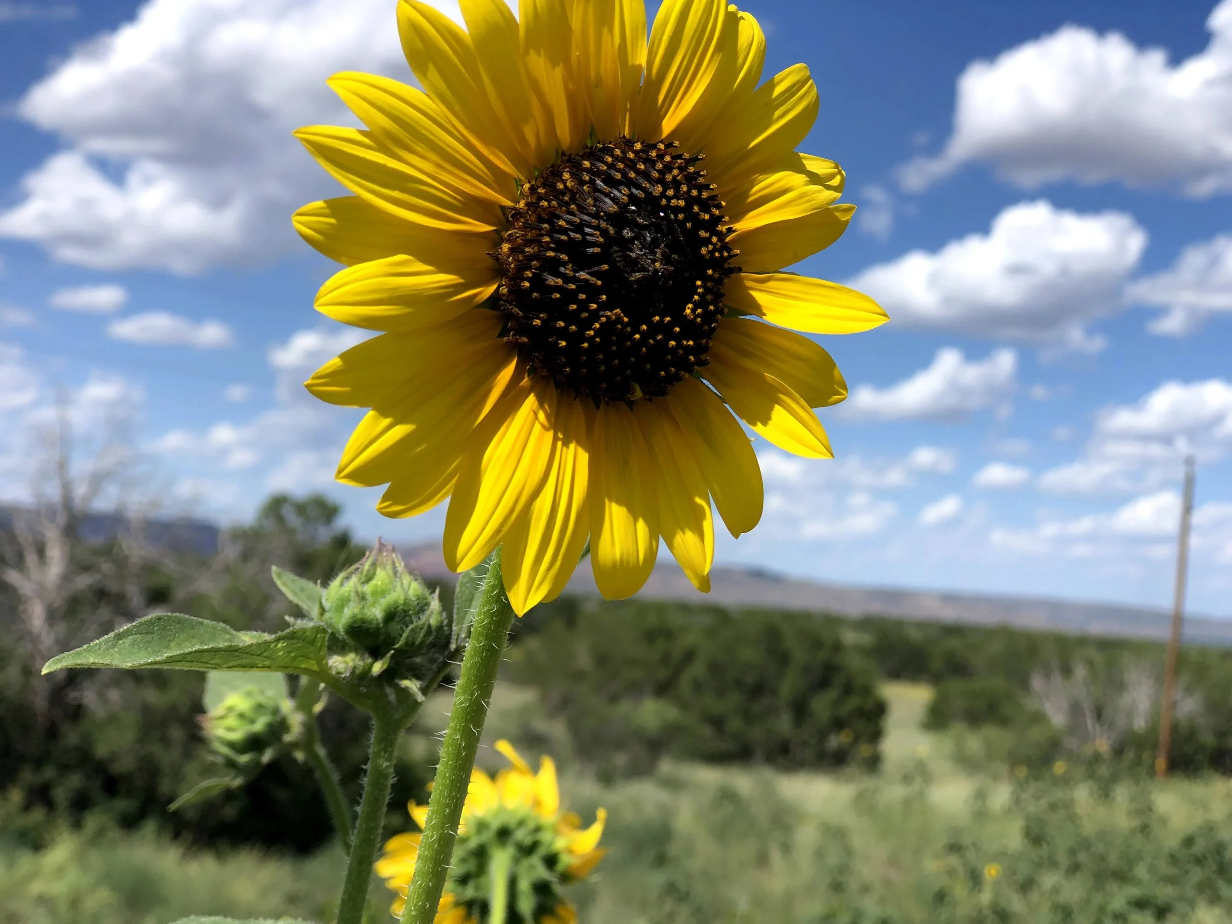 A yellow sunflower with dark center standing tall against a partly cloudy sky.