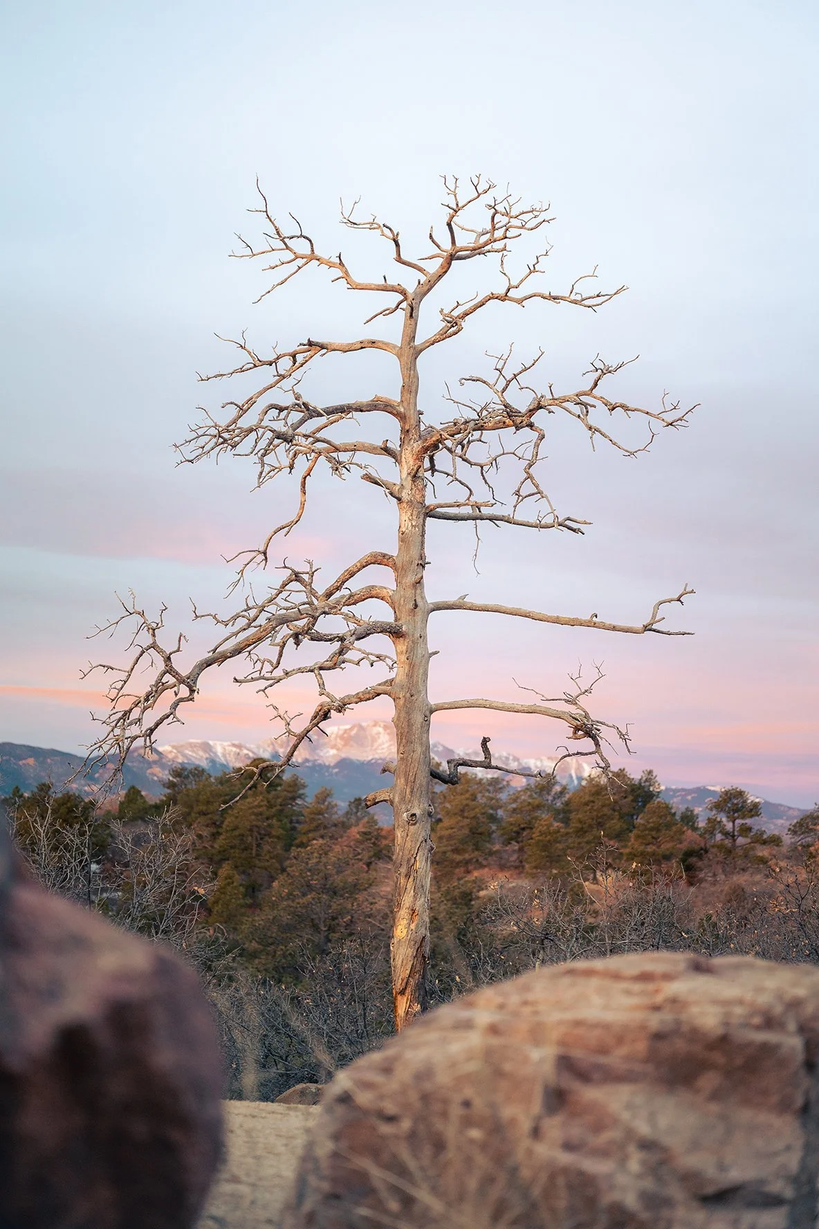 Palmer-Park-1.jpg