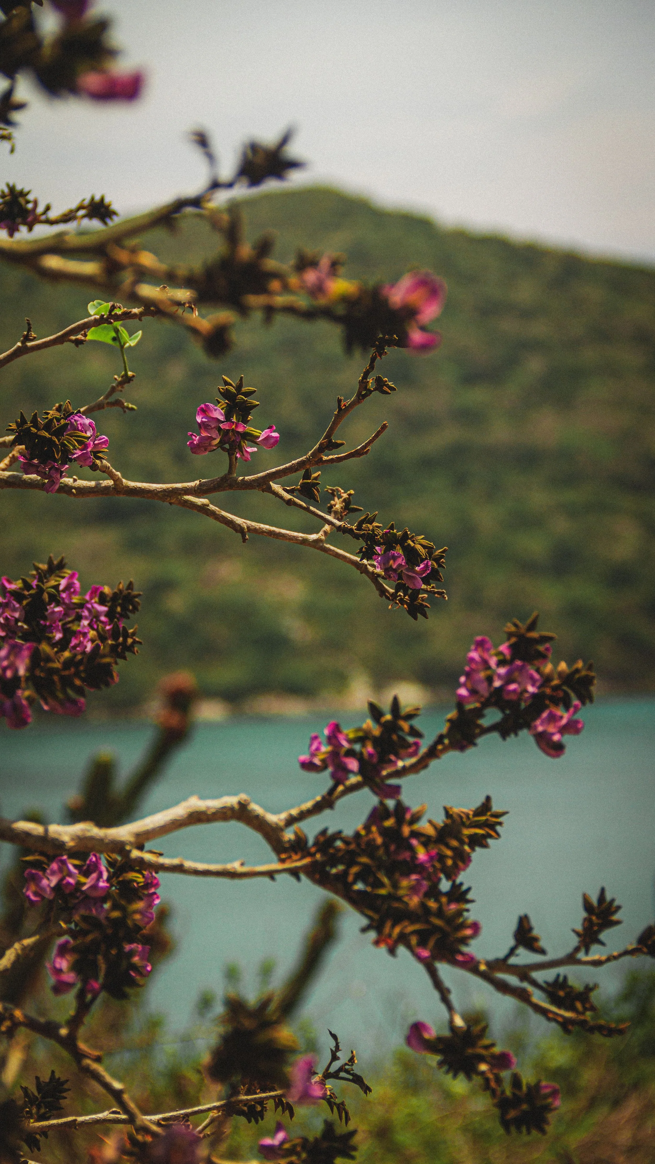 Close-up of pink and purple flowers blooming on bare branches with a mountain and cloudy sky in the background.