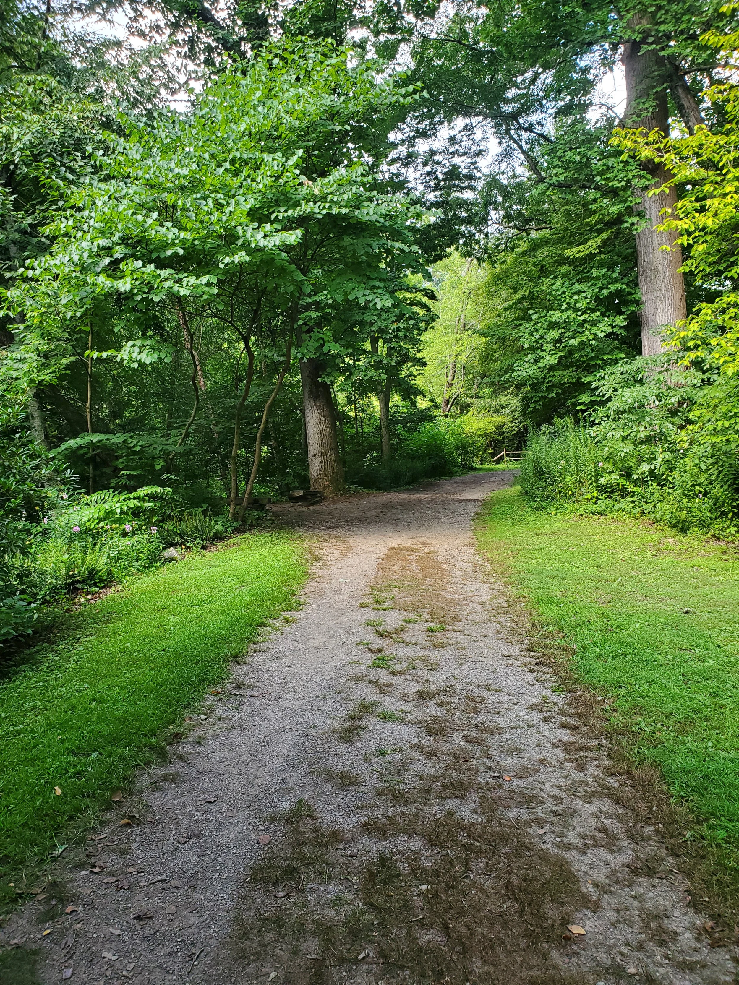 A dirt pathway winding through lush green trees and bushes in a forest.