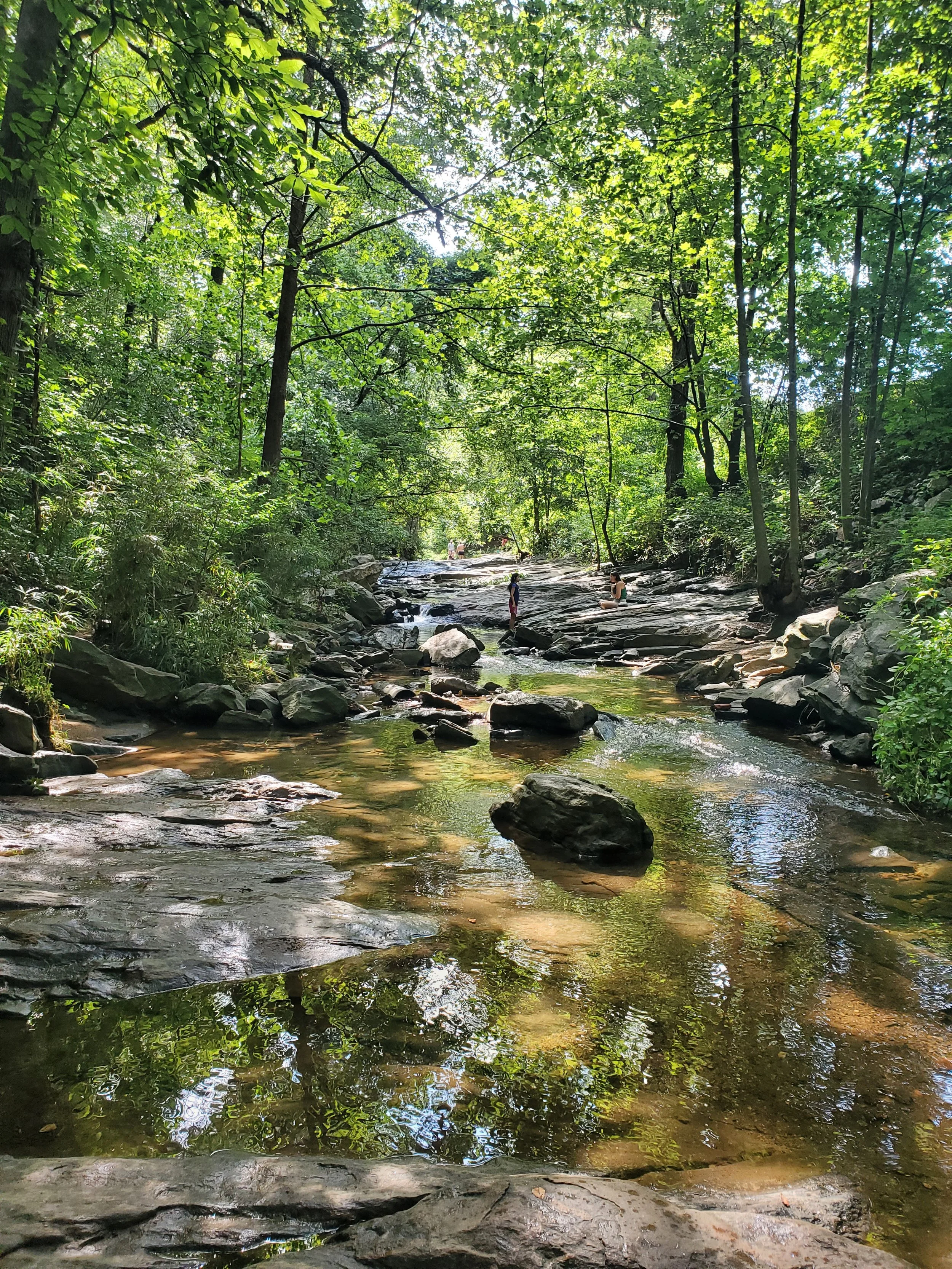 People enjoying a clear, shallow creek surrounded by lush, green trees in a dense forest with sunlight filtering through the canopy.