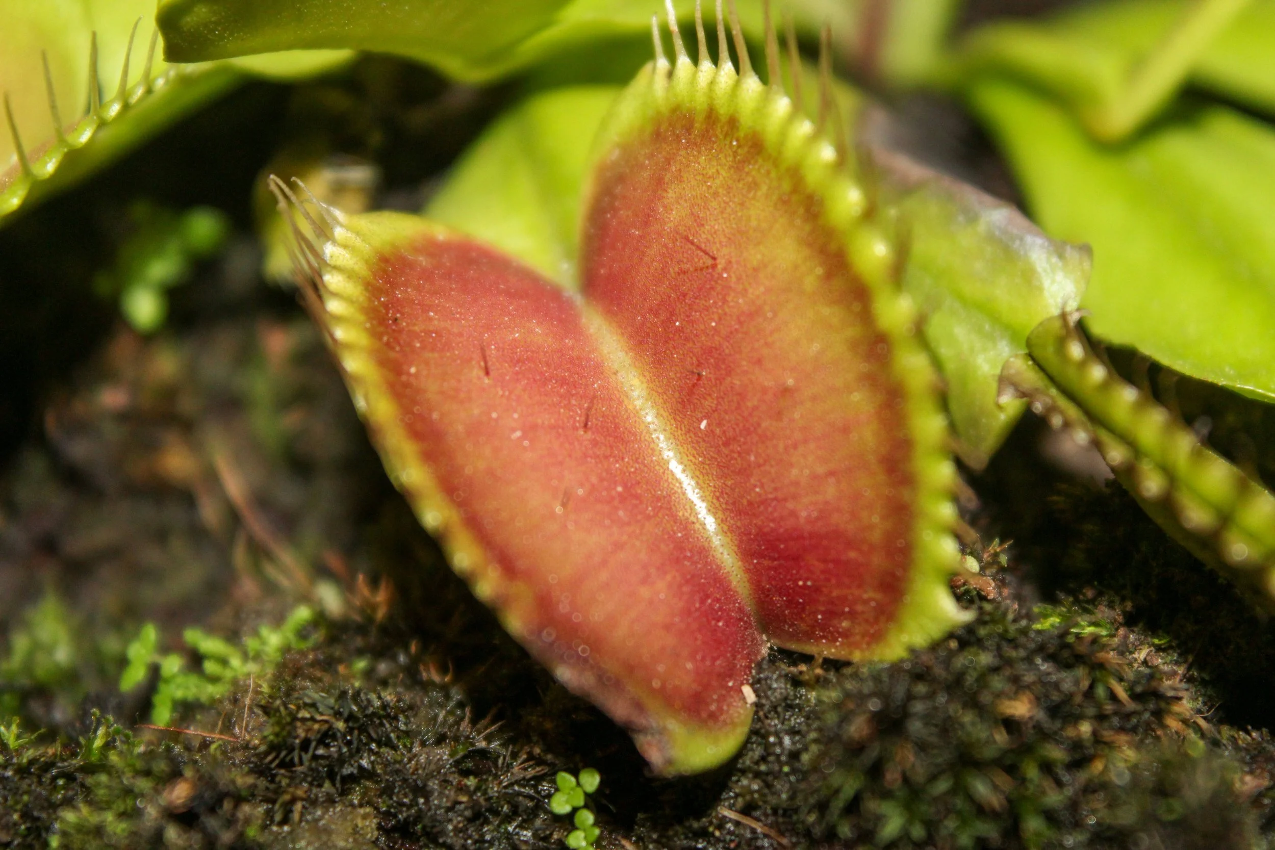 Close up shot of a Venus flytrap leaf