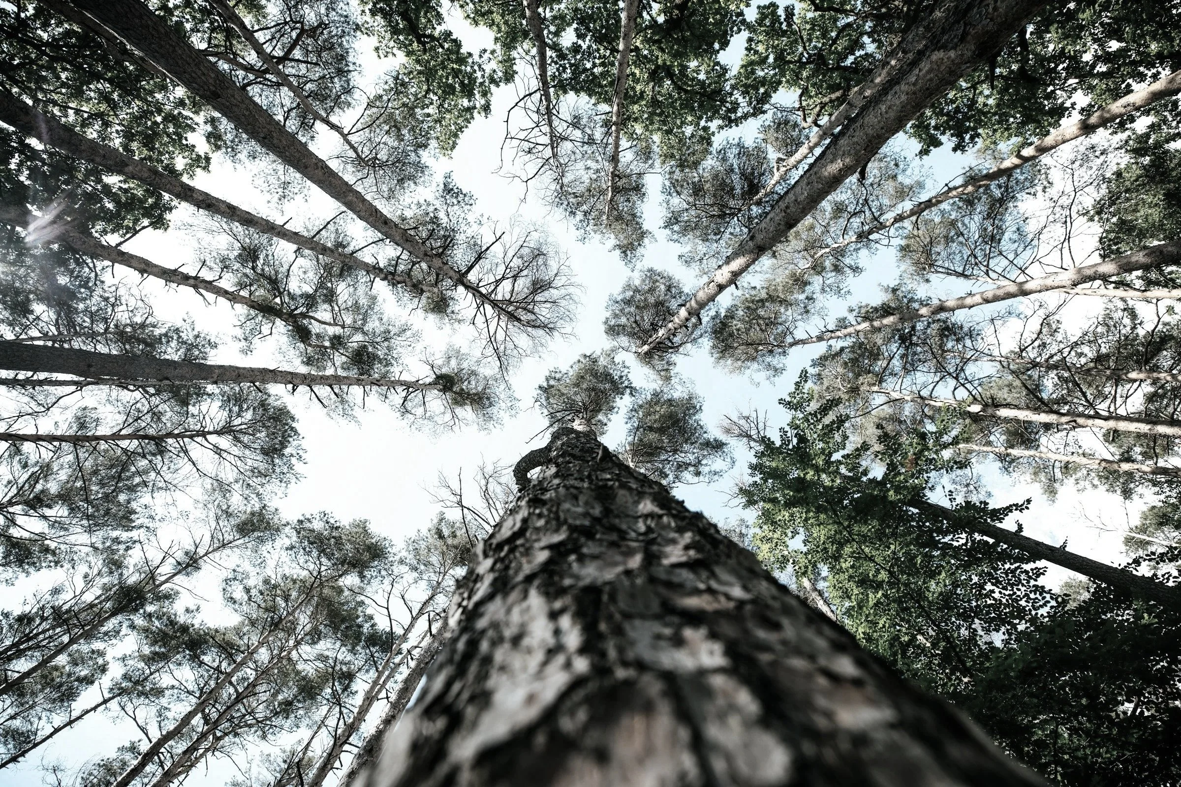 Looking up at tall pine trees in a forest from the ground, with a clear sky visible through the branches.