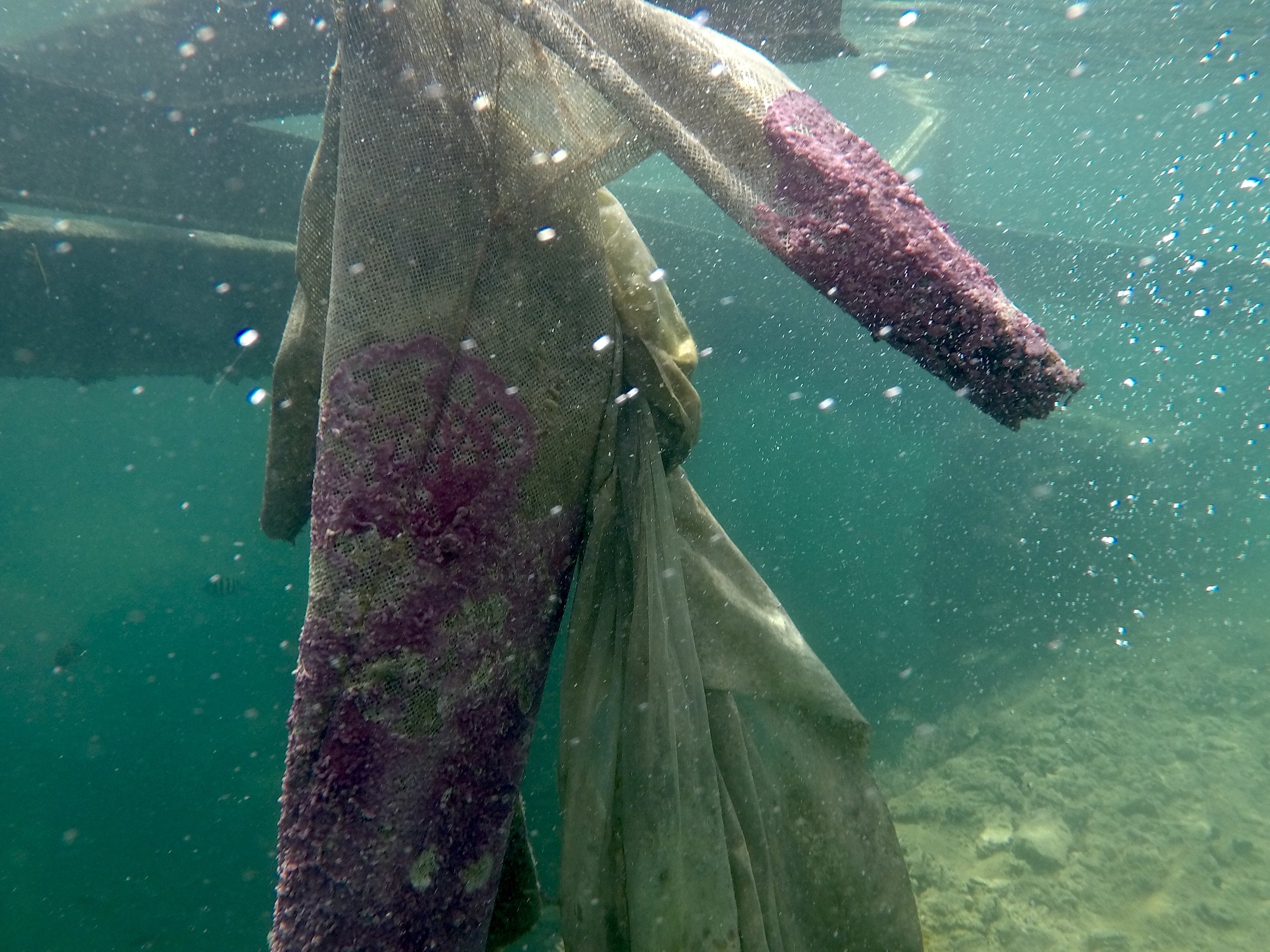 Underwater image showing a fish with a lure in its mouth, attaching to a fishing line, with water and rocks in the background. Ayesha Hadhir.