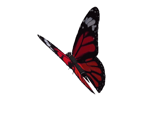A red, black, and white butterfly with its wings partially open, flying against a dark background.