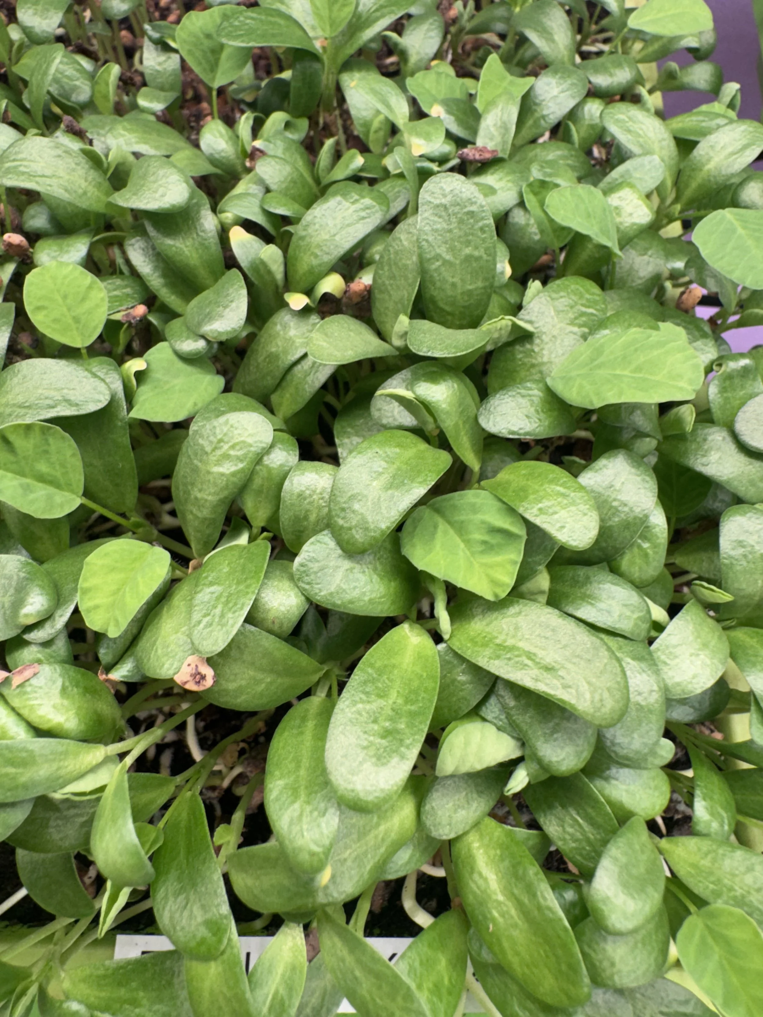 Fenugreek Microgreens (1/2oz)