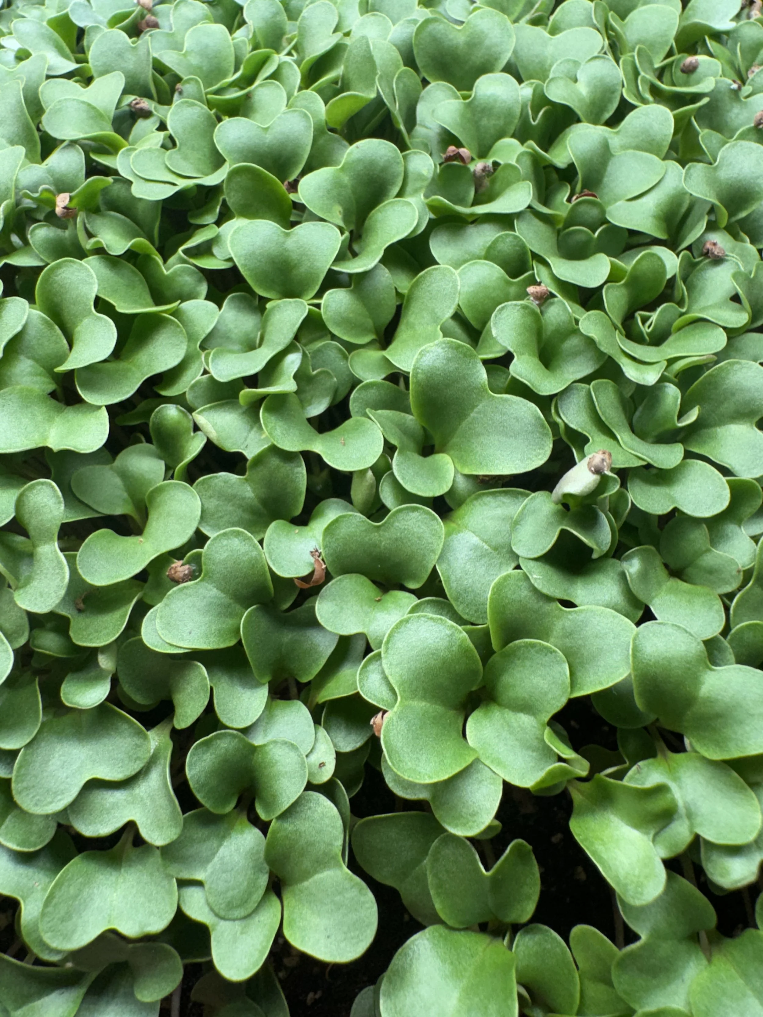 Cauliflower MIcrogreens (10x10 tray - cut) **Grown to Order**