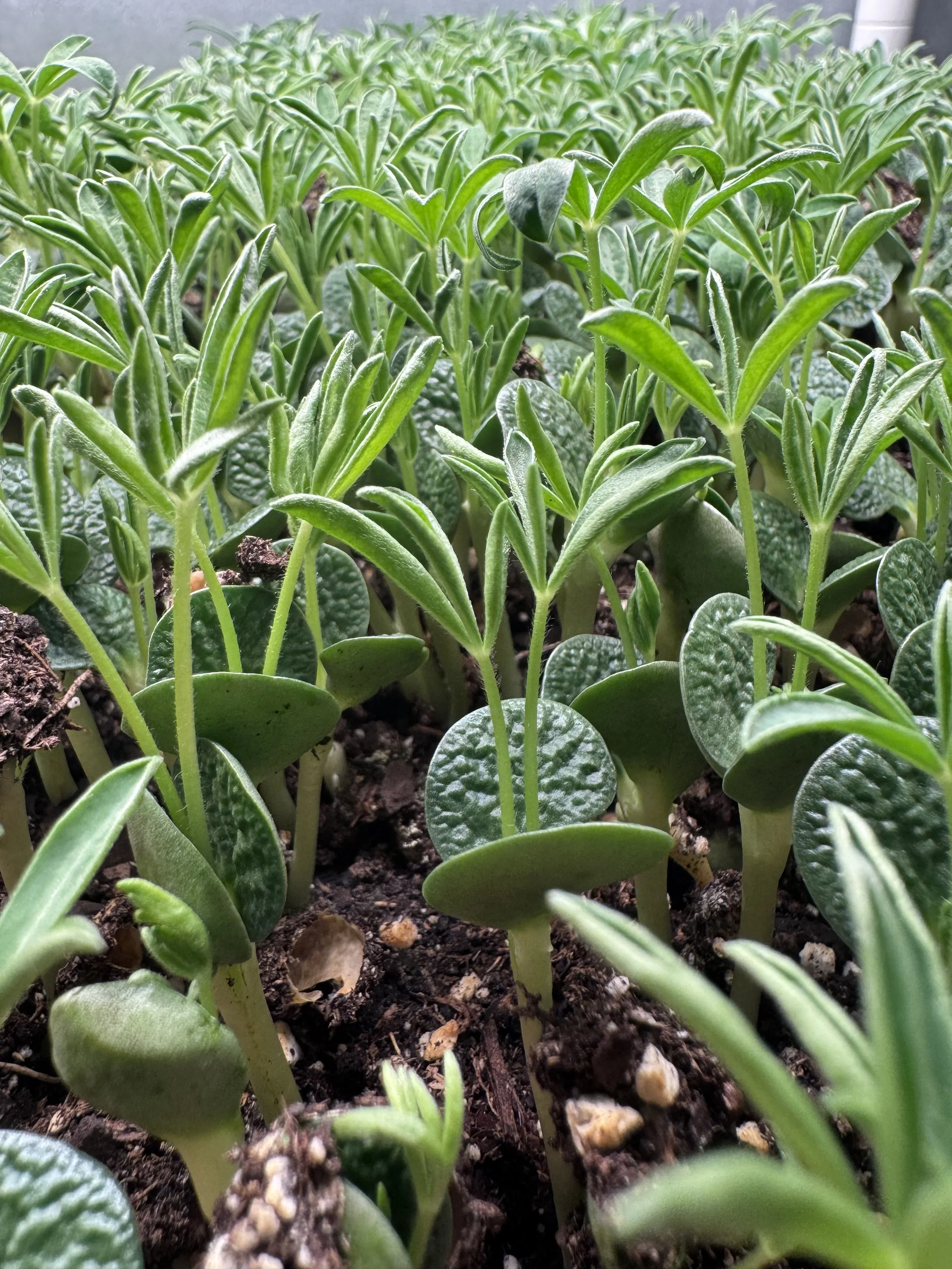 Sweet Lupine Microgreens (1oz)