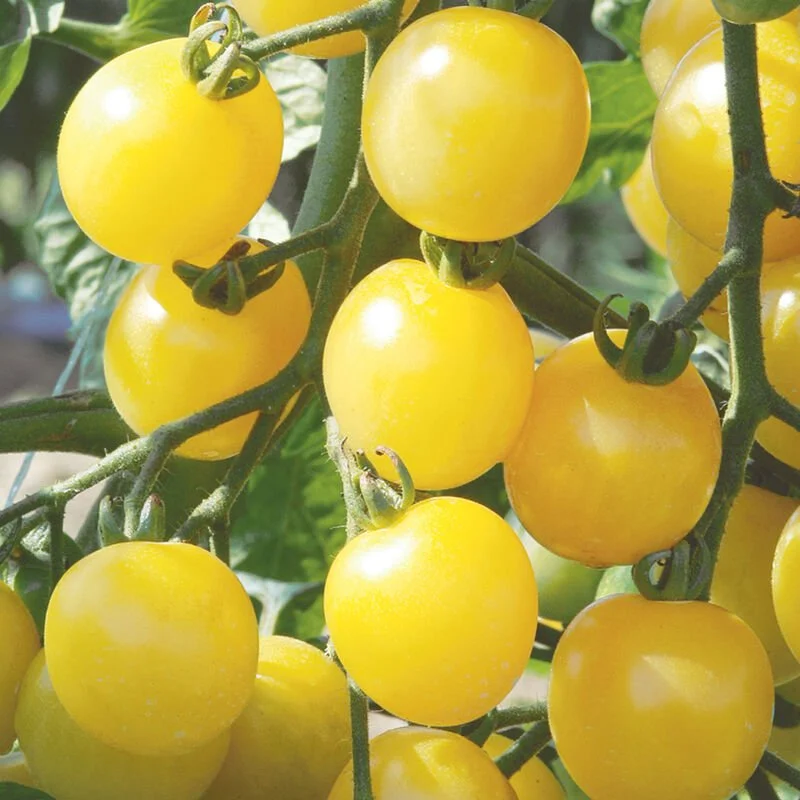 White Cherry Tomato (8oz)