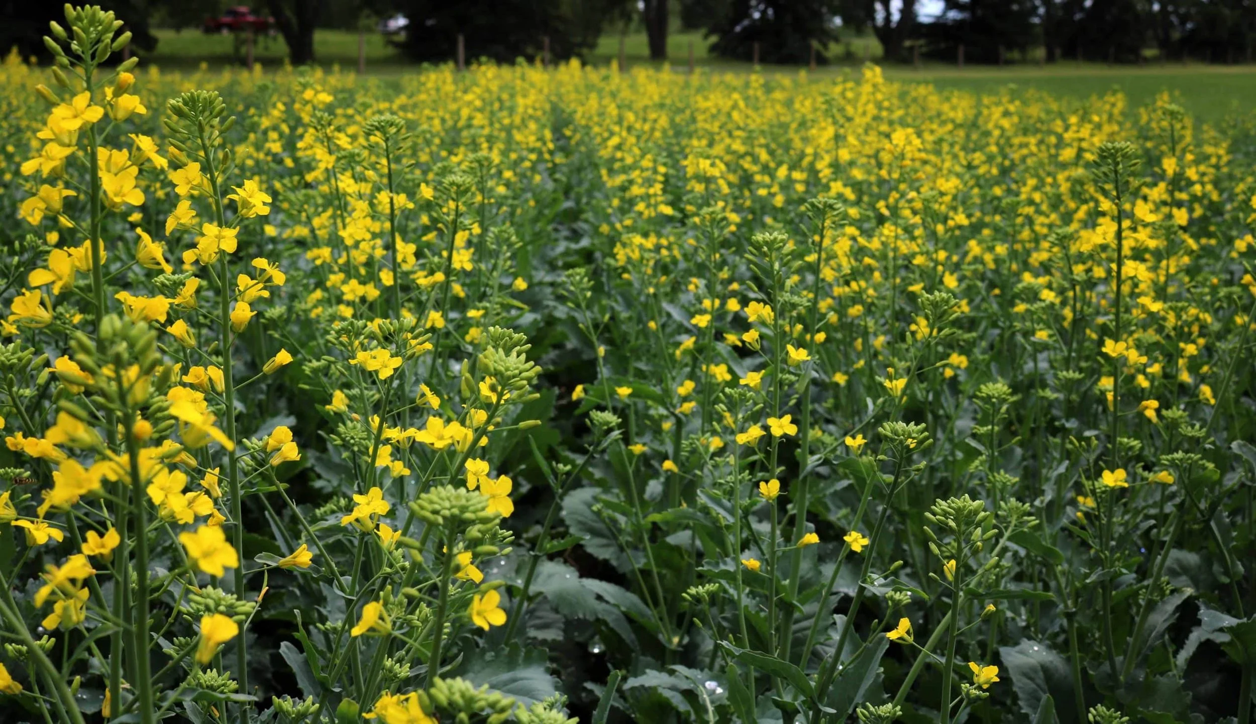 Canola Microgreens (10x10 tray - cut) **Grown to Order**