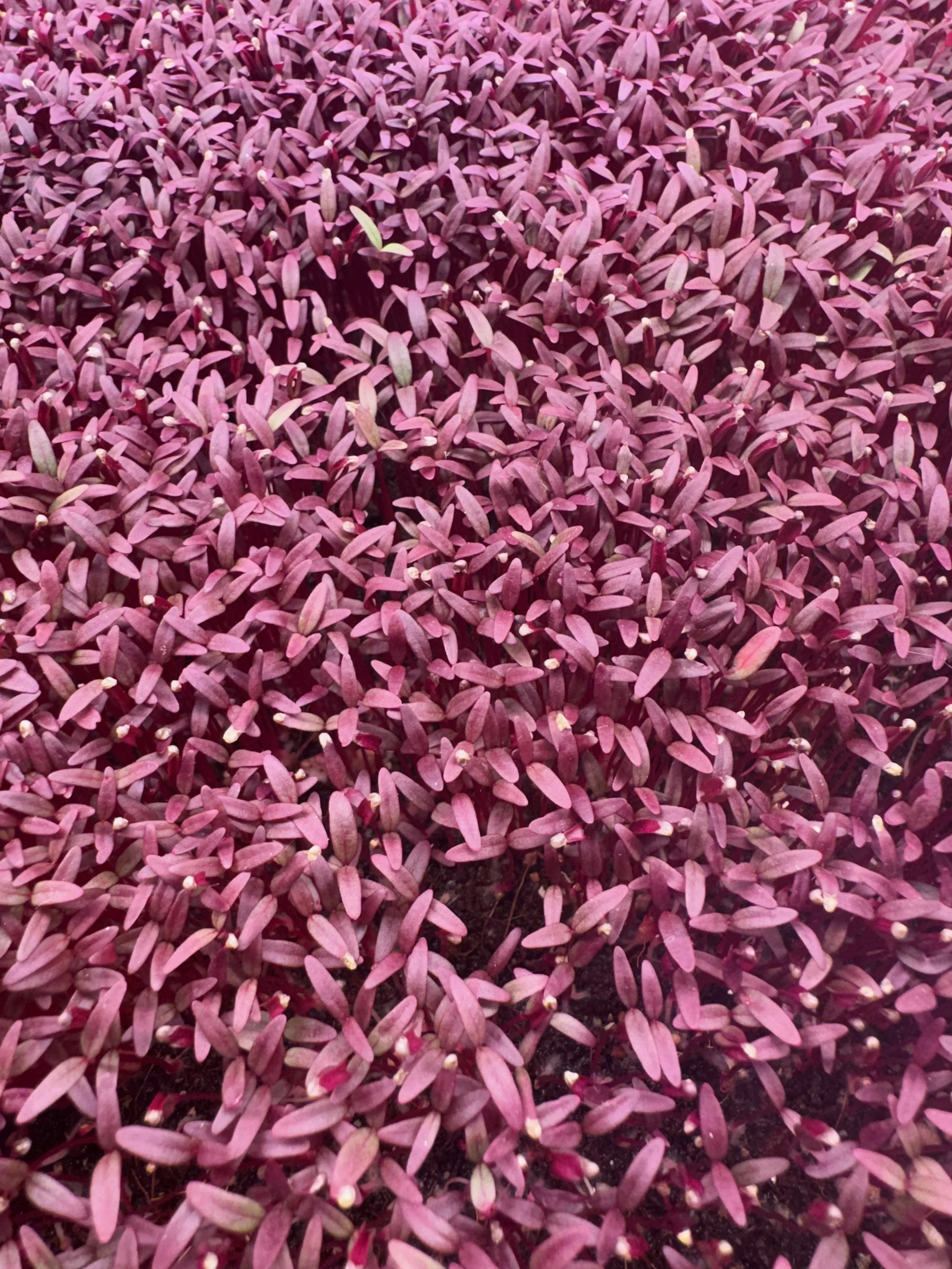 Amaranth Micros (1/2oz)