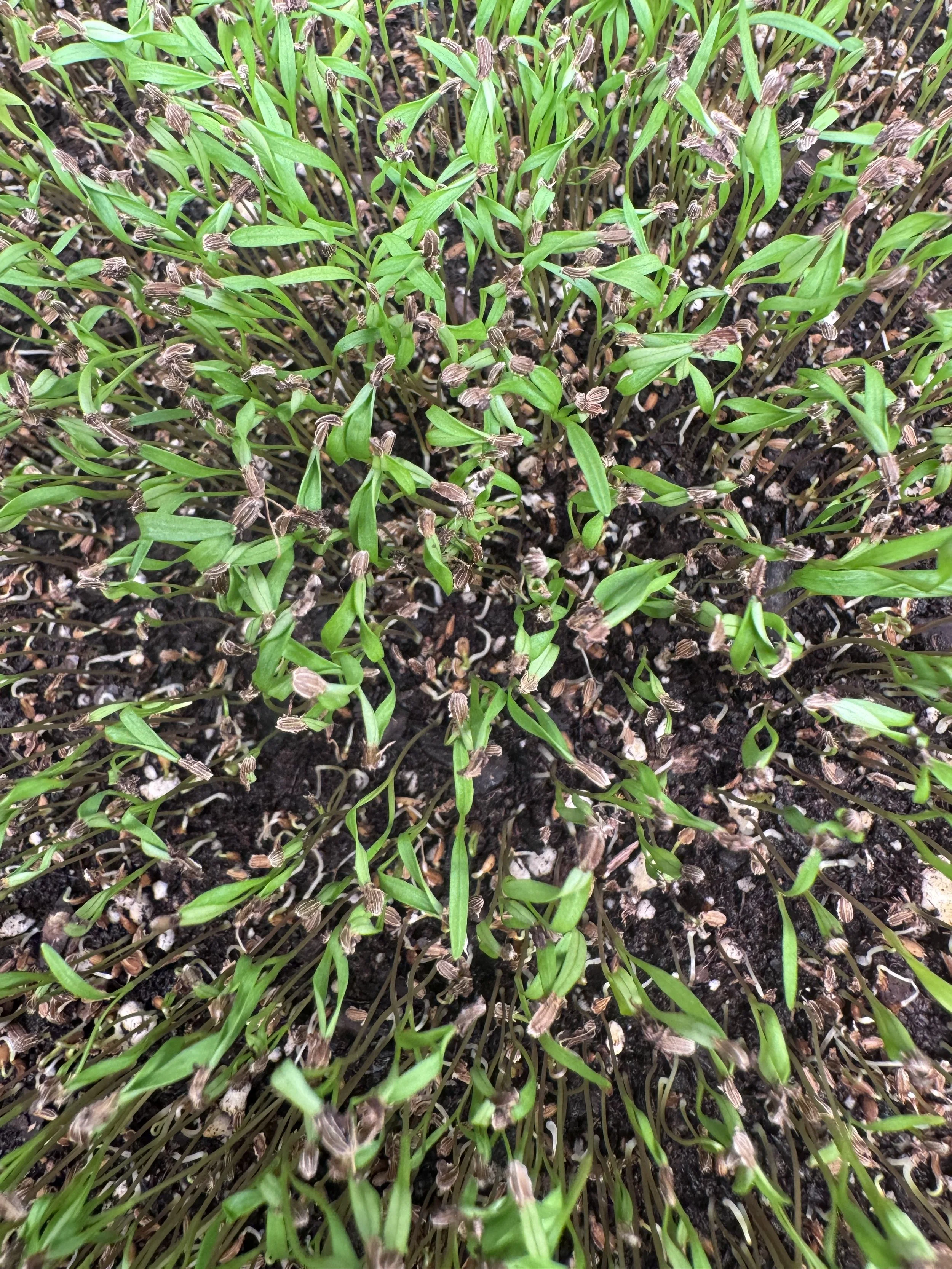 Carrot Microgreens (10x10 tray - cut) **Grown to Order**