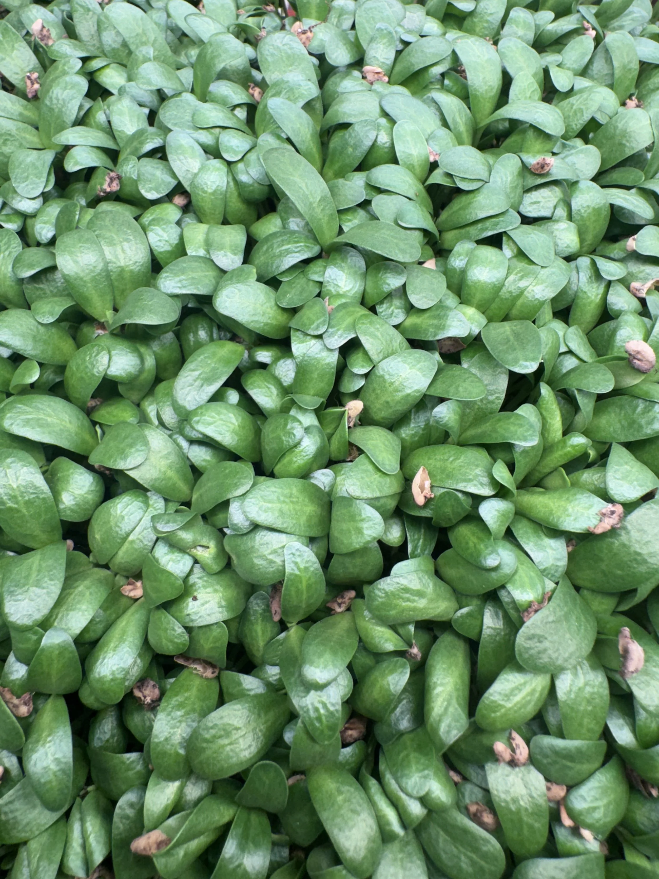 Fenugreek Microgreens (1/2oz)