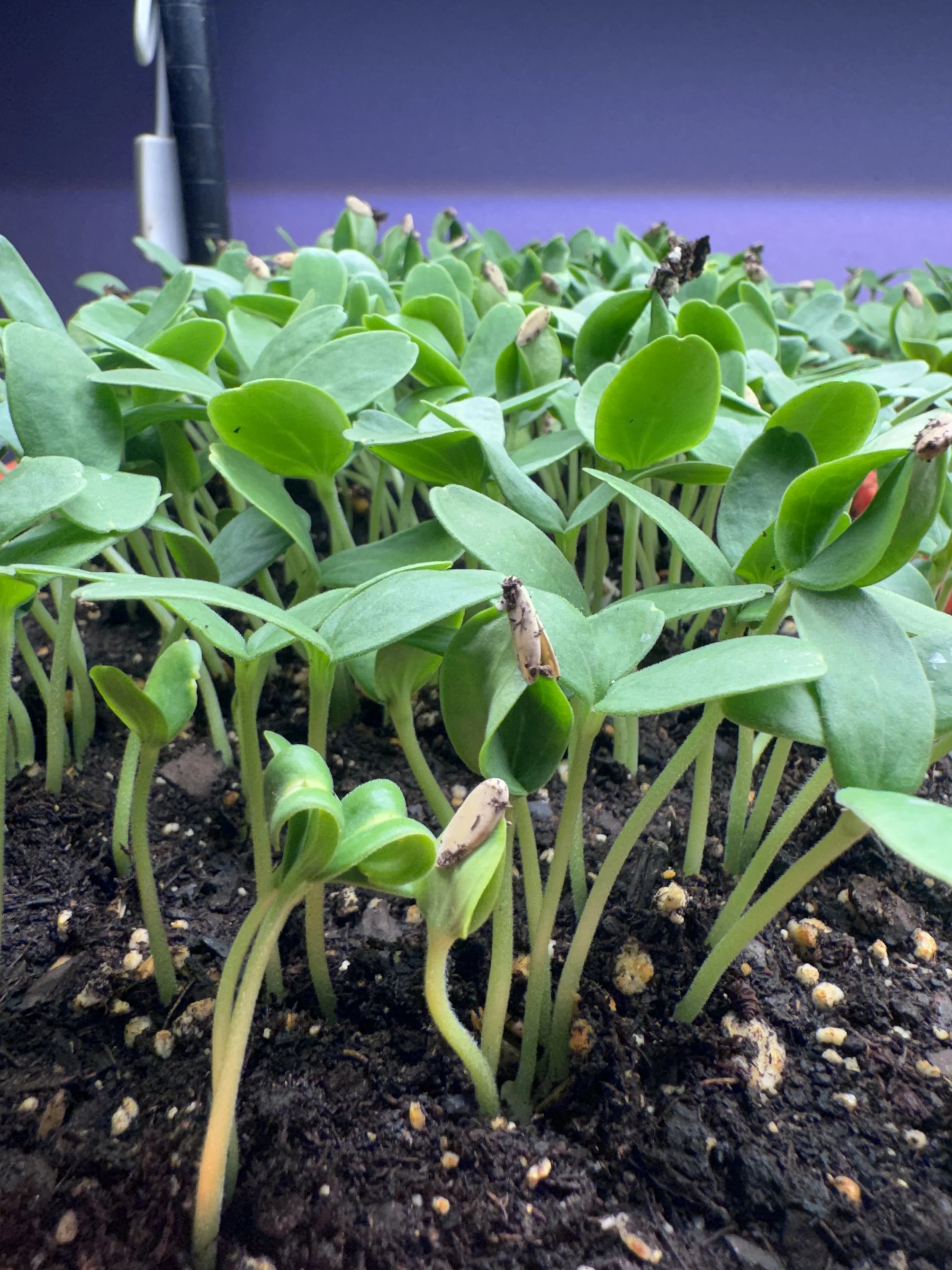 Cantaloupe Microgreens  (1oz)