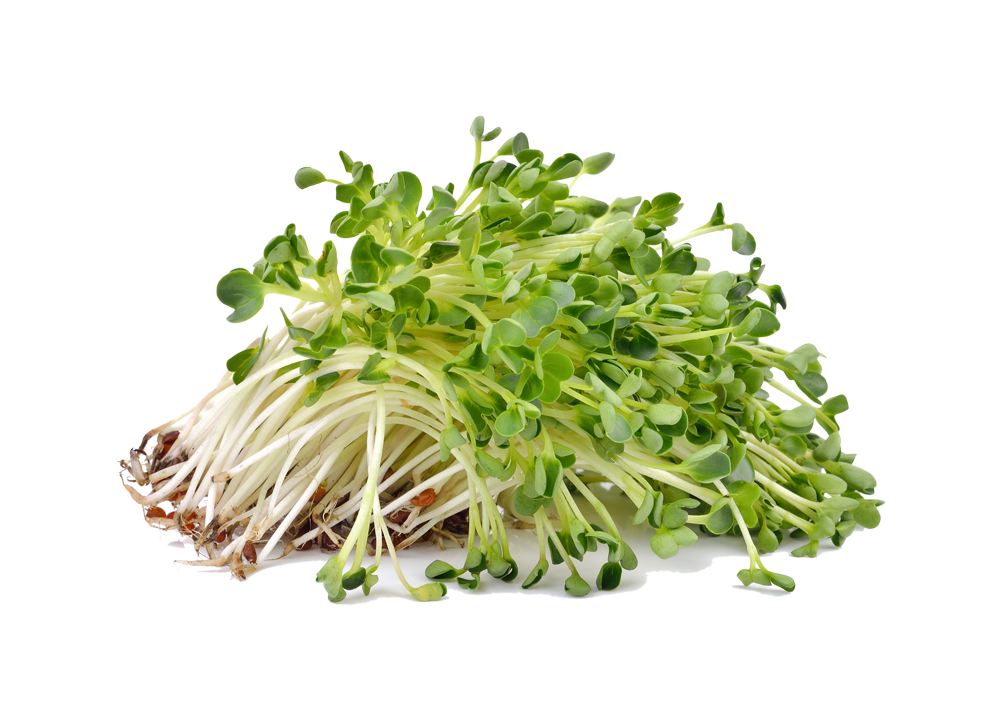 Alfalfa Micros (10x10 tray - cut) **Grown to Order**