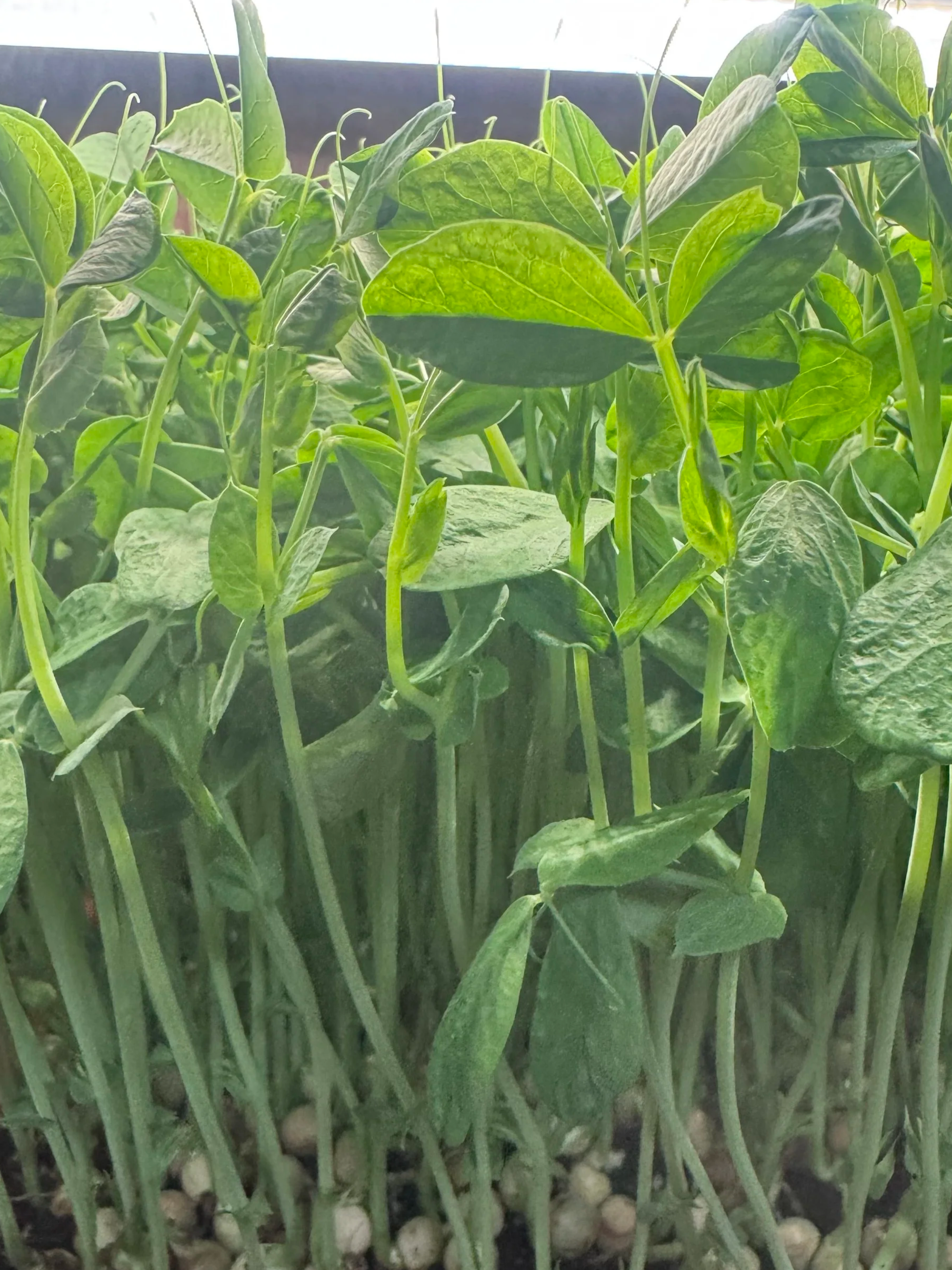 Pea Shoots (2oz)