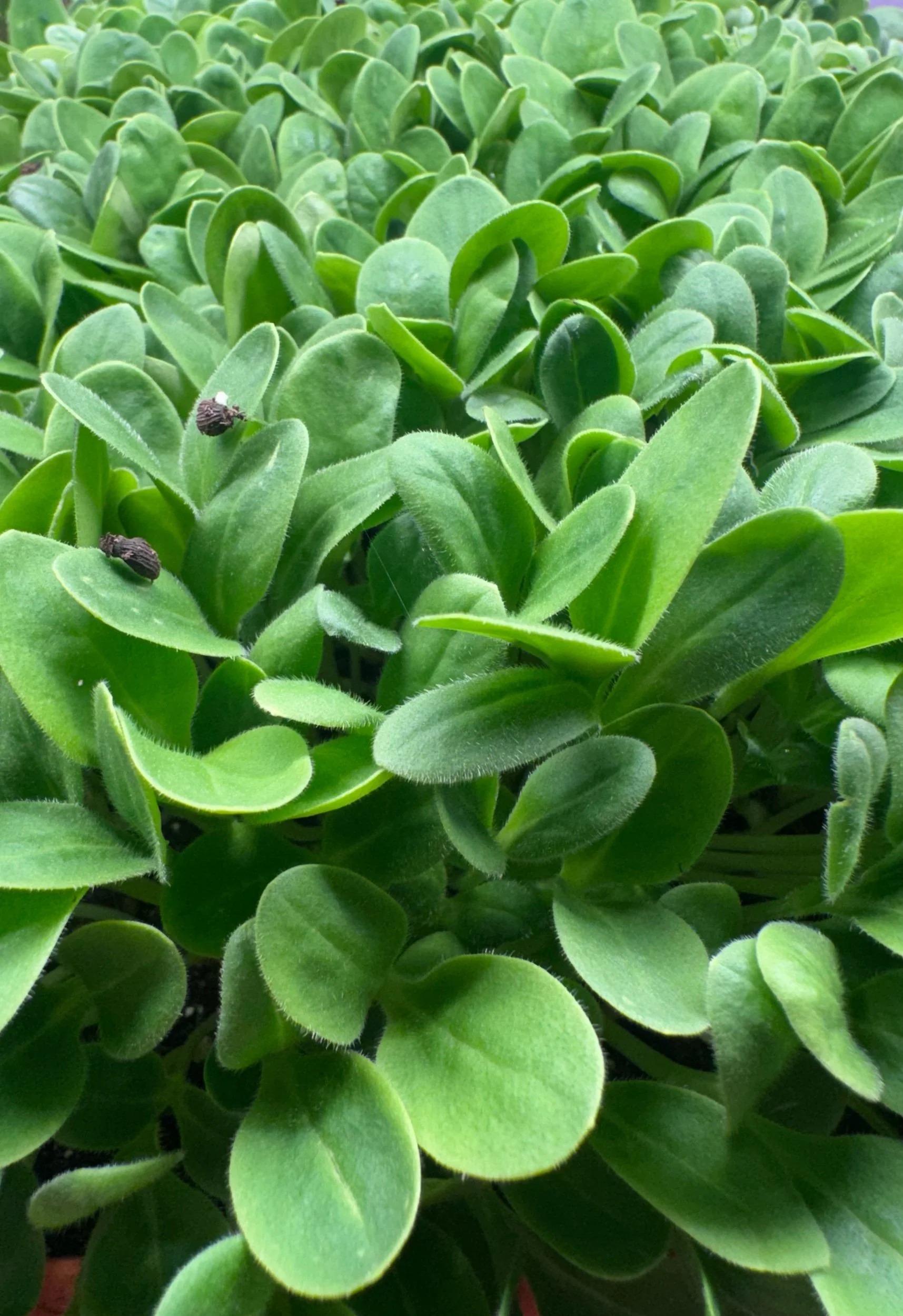 Borage ("Cucumber") Micros  (1oz)