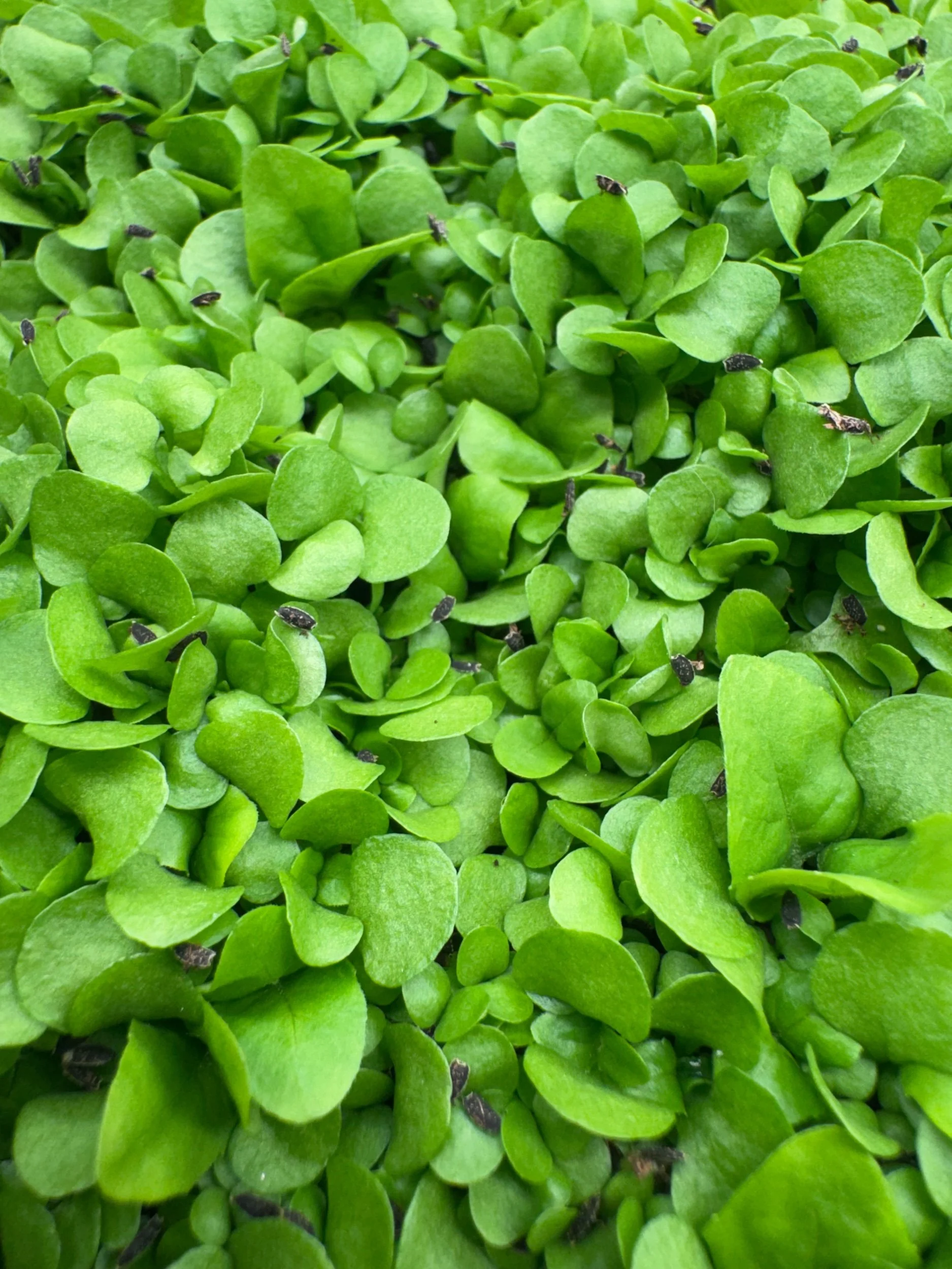 Paracress (toothache plant) Microgreens (10x10 tray - cut) **Grown to Order**