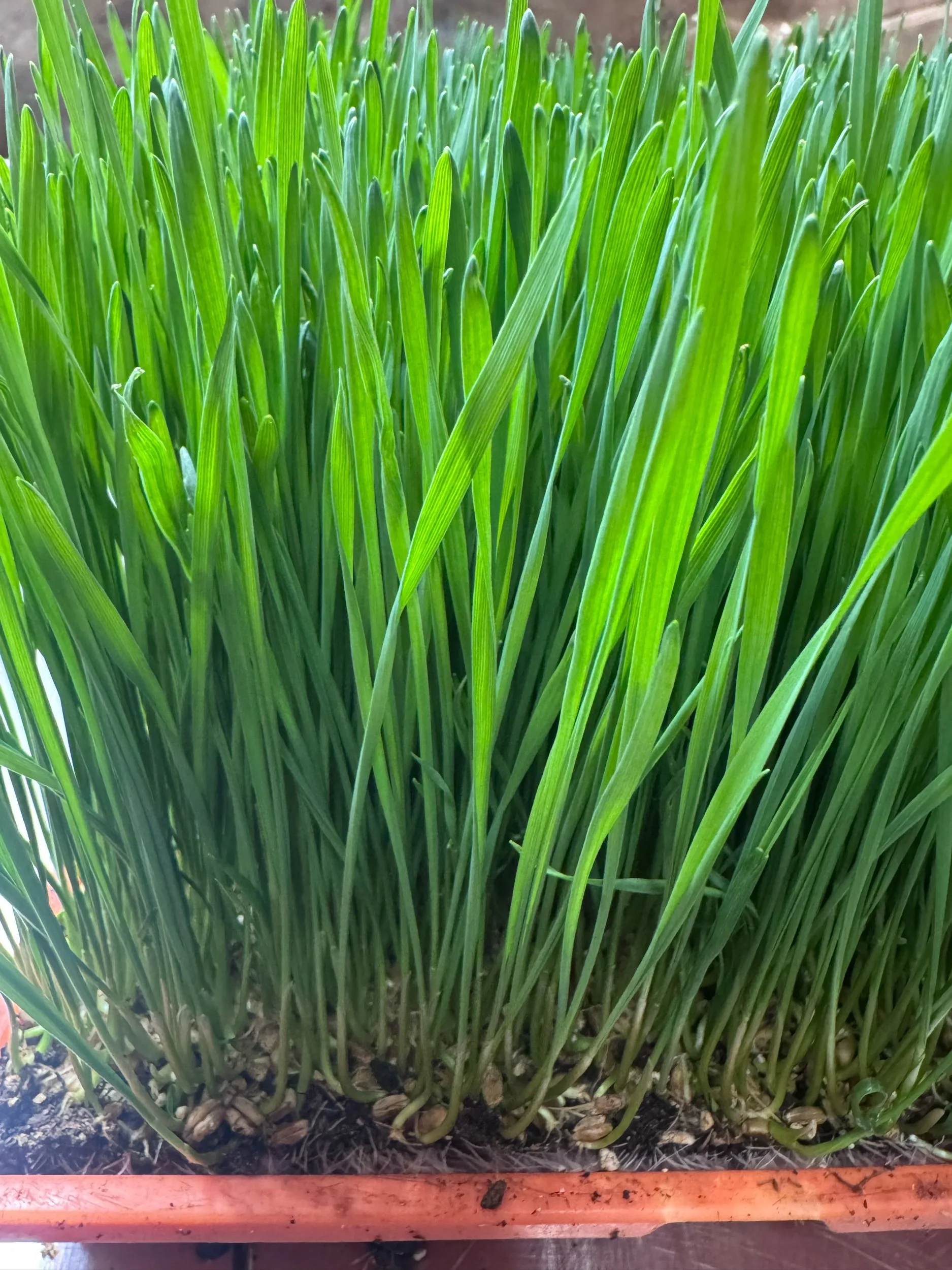 Wheatgrass (10x10 tray - cut) **Grown to Order**