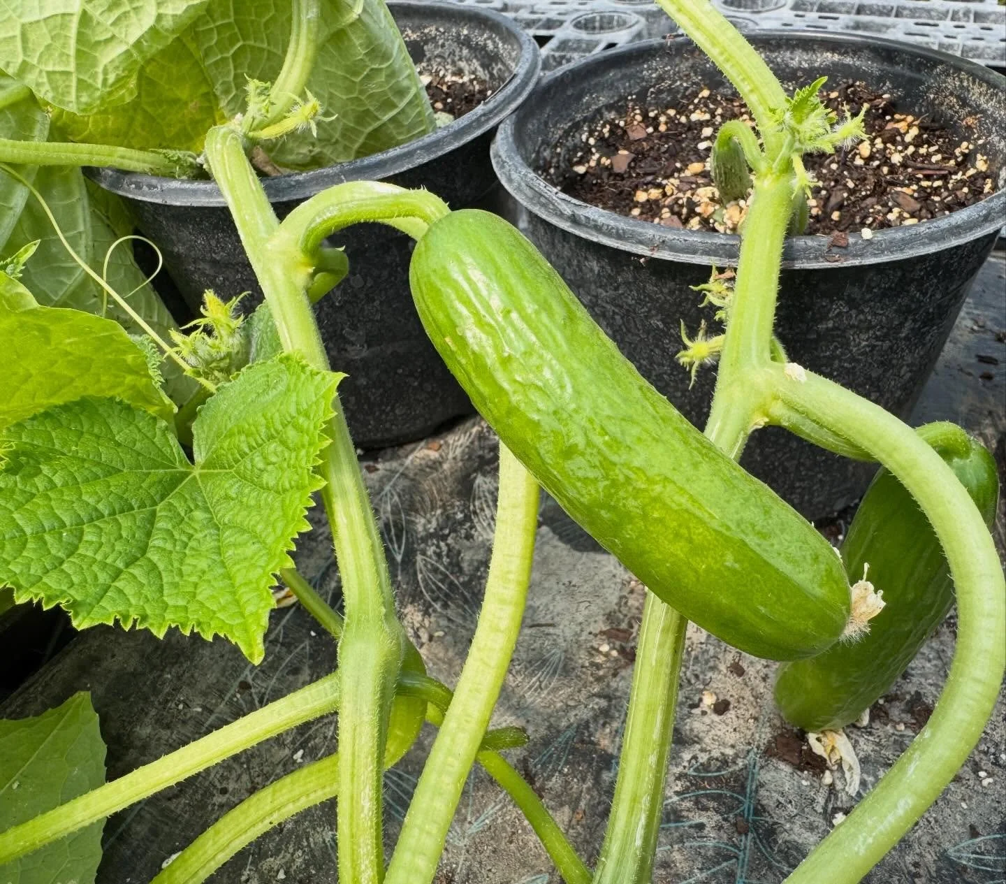 We have cucumbers!! 

We haven&rsquo;t gotten these in the ground yet (thank you Midwest Spring weather) but Scott has been harvesting from these transplants already. 😆 

We will have a limited number of pints of these sweet, crisp, delicious (Farme