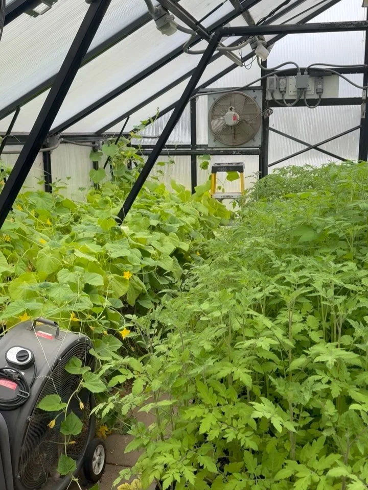 Scott&rsquo;s main goal this week is to move Jumangi to the big greenhouse. We can&rsquo;t get over the growth!

The poor tomato plants are still in their tiny 4x4 pots and most are a good 3&rsquo; tall. 😳😳🤯

We&rsquo;ve been racing against time t