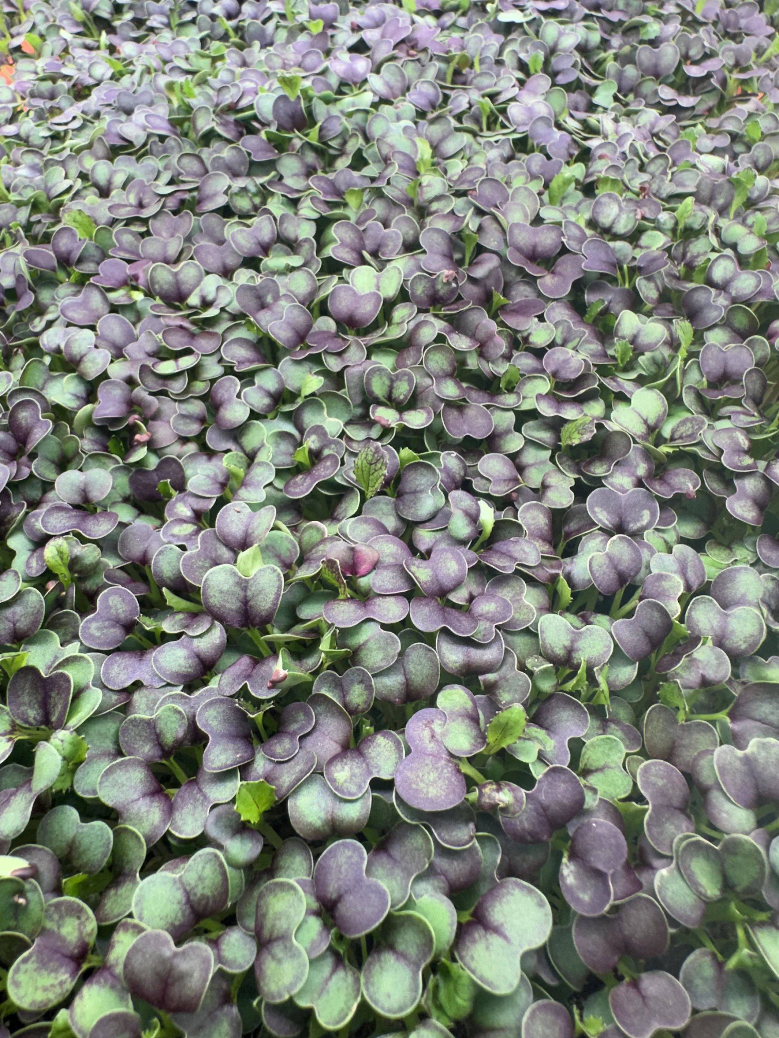 Mizuna Microgreens (1oz)