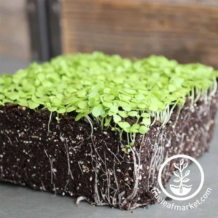 paracress-microgreens-seeds-Comp.webp