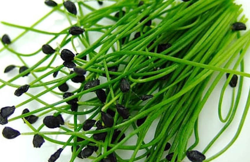 Chives Microgreens (10x10 tray - cut) **Grown to Order**