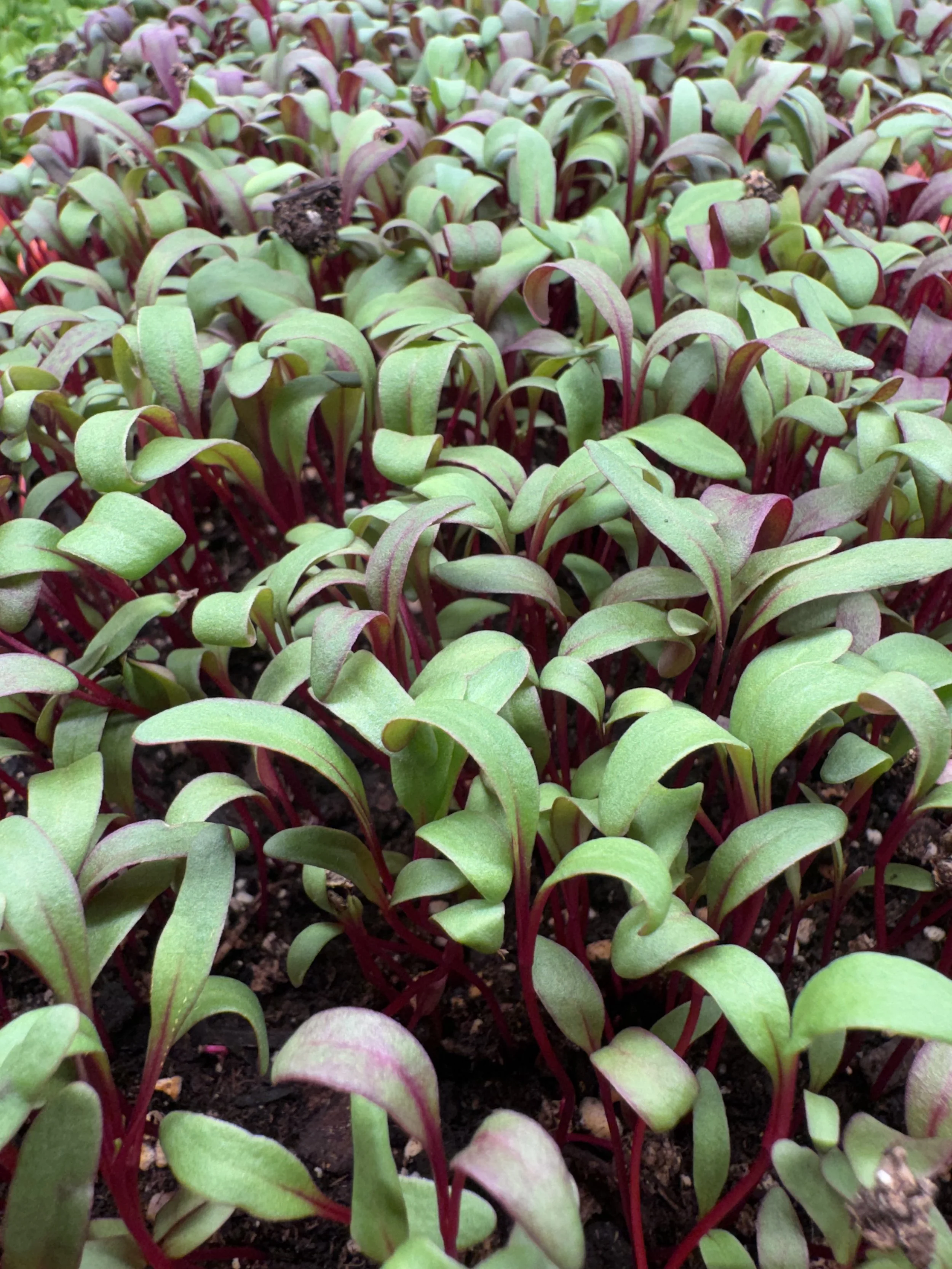 Beet Micros (10x10 tray - cut) **Grown to Order**