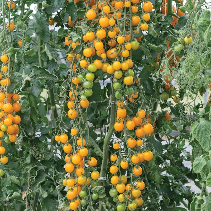 White Cherry Tomato Plant **Pre-Order Only**