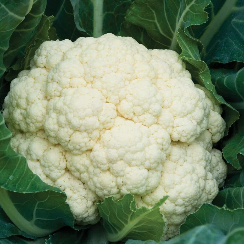 Amazing Cauliflower Plant **Pre-Order Only**