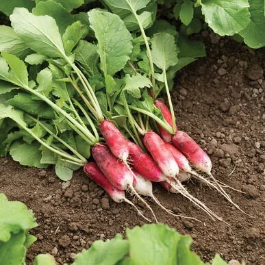 French Breakfast Radishes (1 bunch)