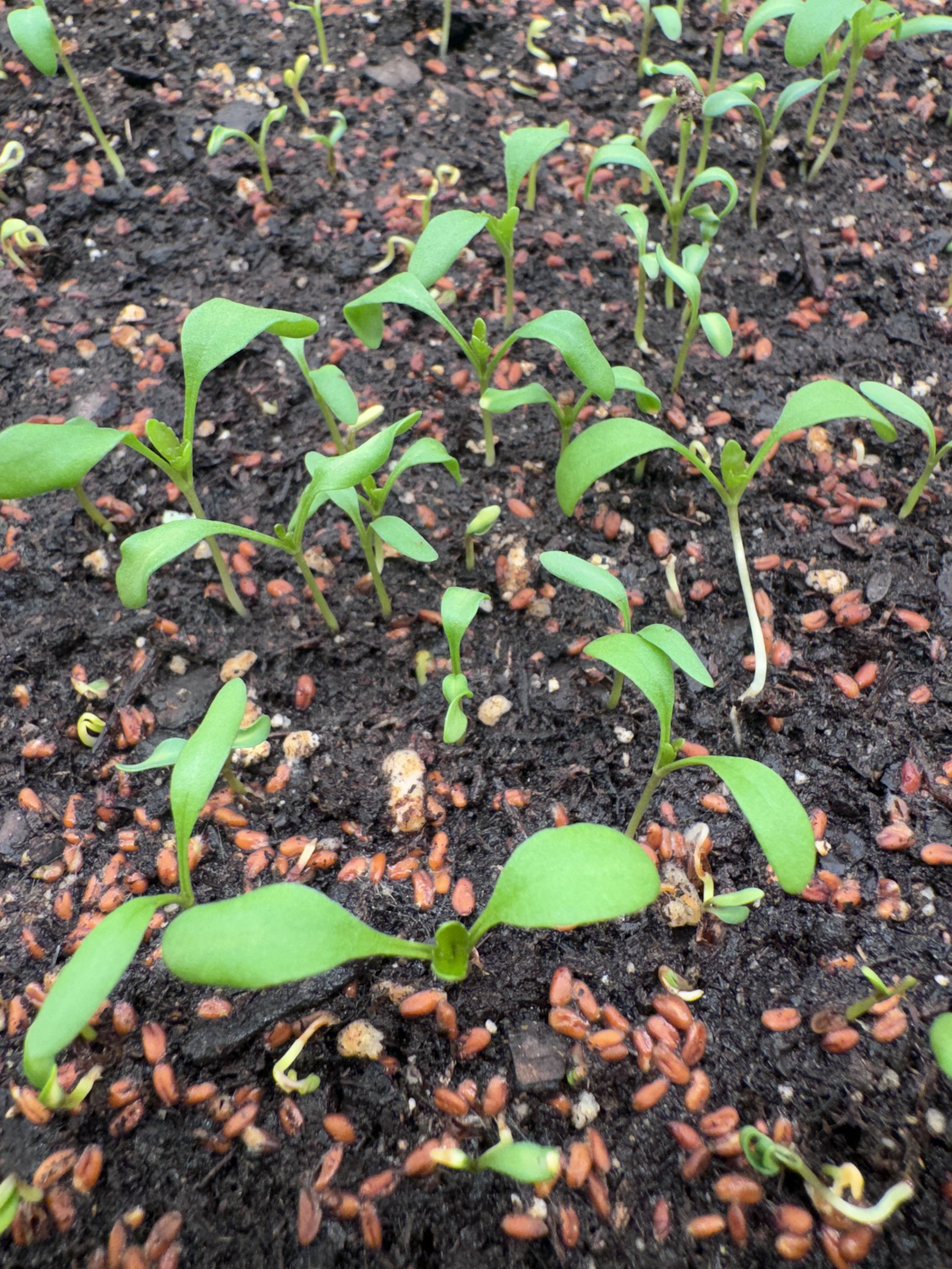 Cress Microgreens (10x10 tray - cut) **Grown to Order**