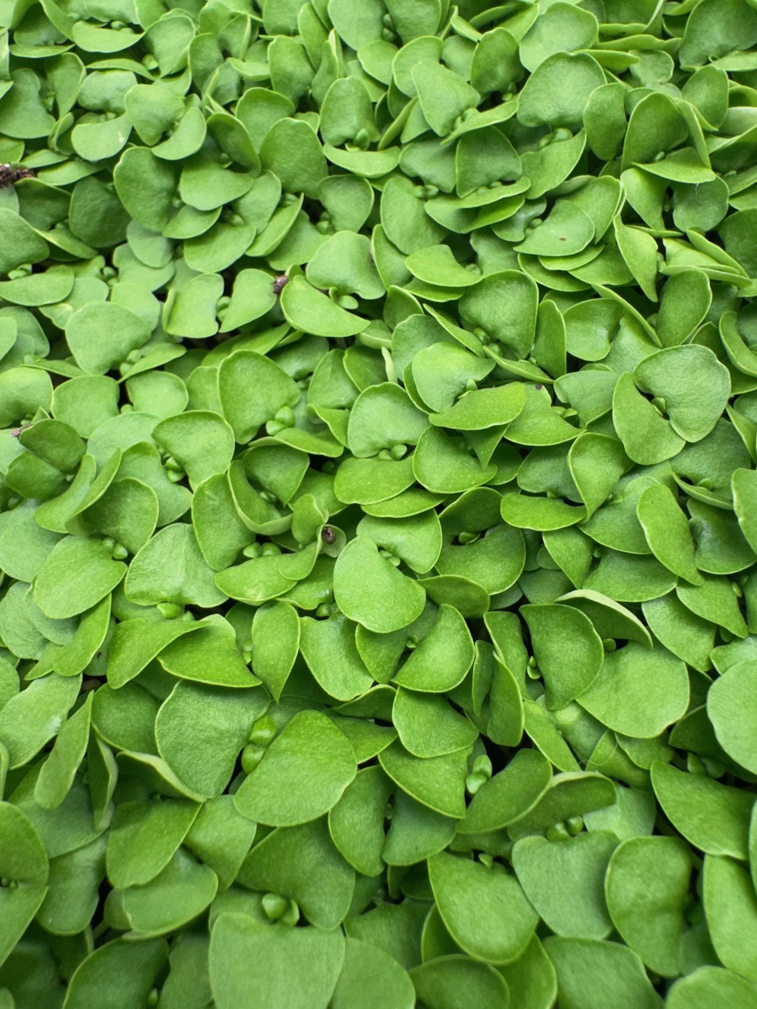 Basil, Genovese (Italian) Micros (1/2oz)