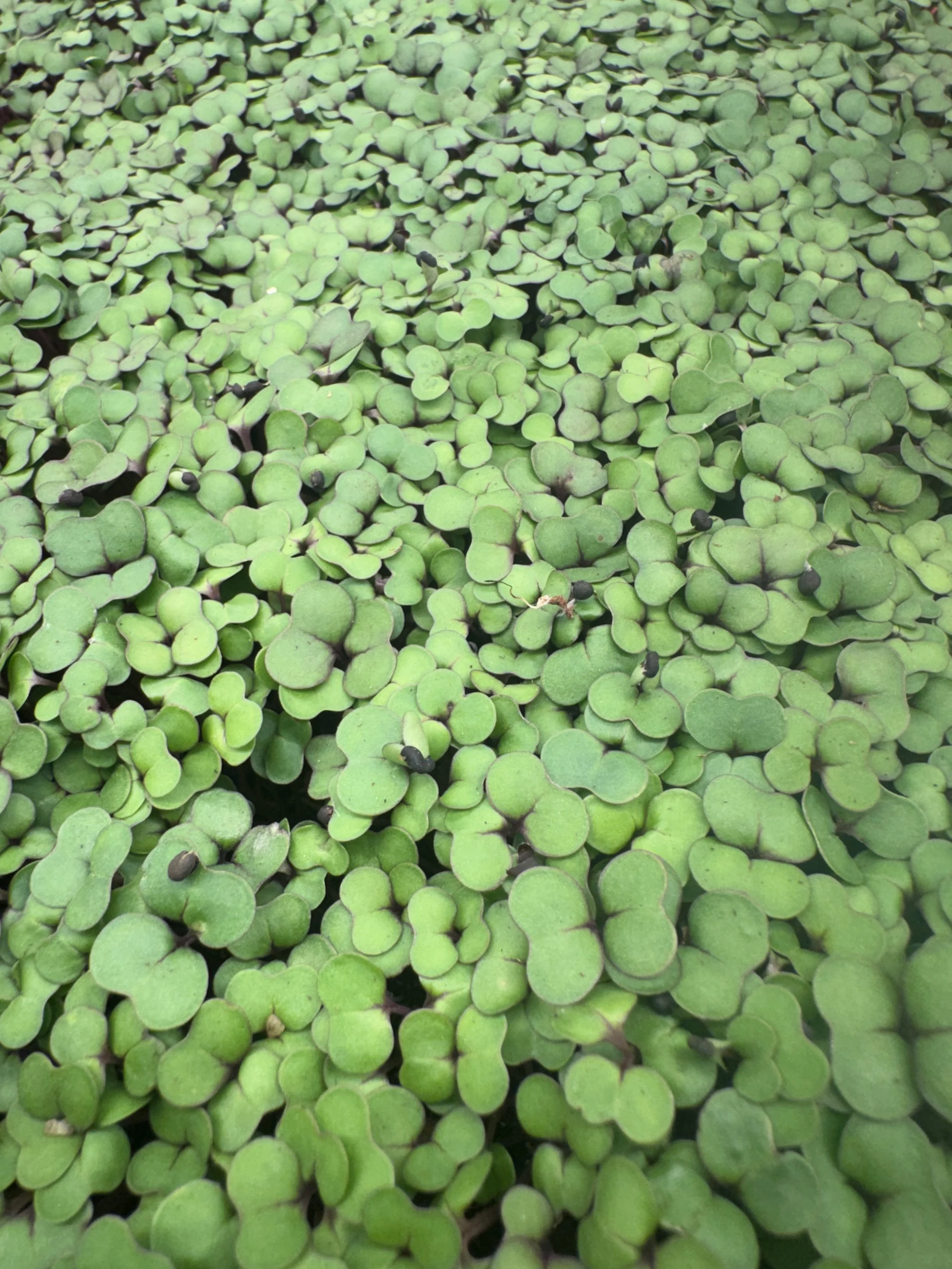 Kale Microgreens (1oz)